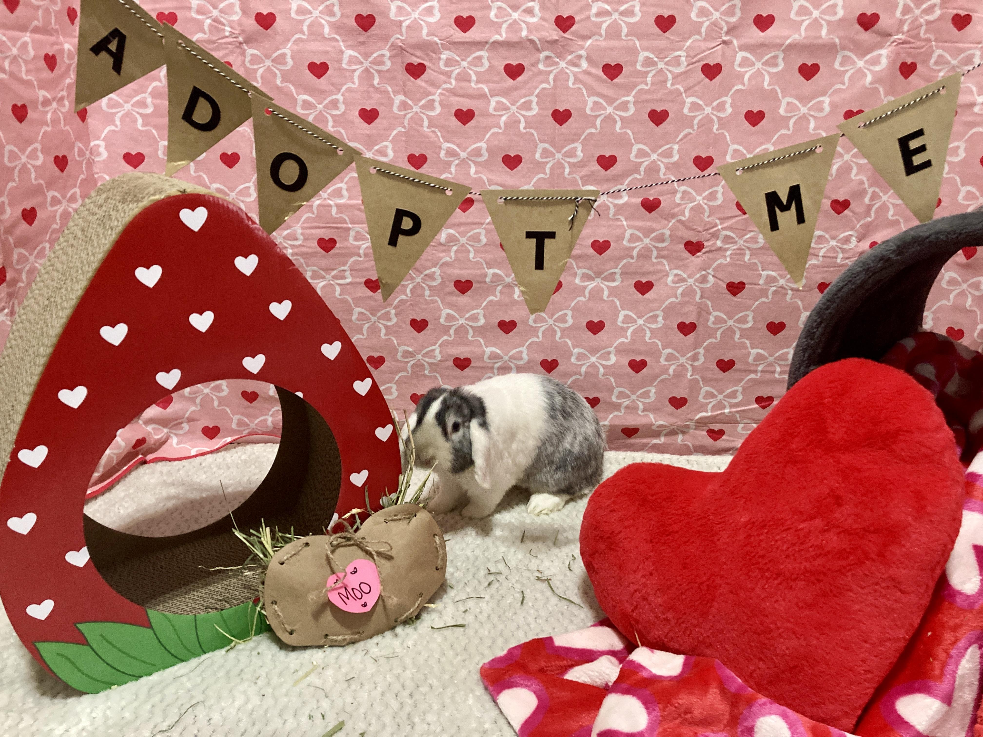 Enlarge Moo, an adoptable Lop Eared in Little Rock, AR image 2/6