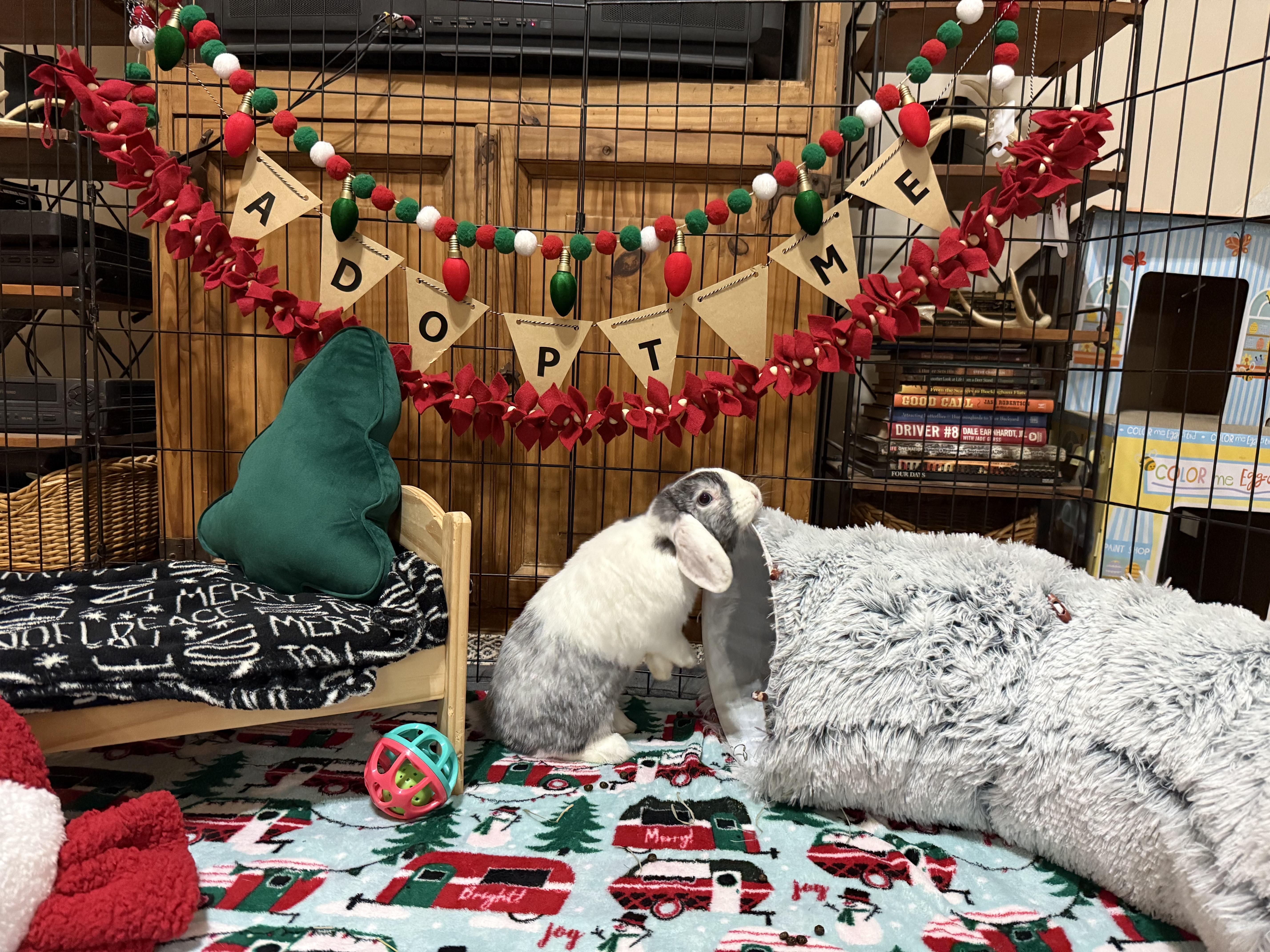 Enlarge Moo, an adoptable Lop Eared in Little Rock, AR image 2/3