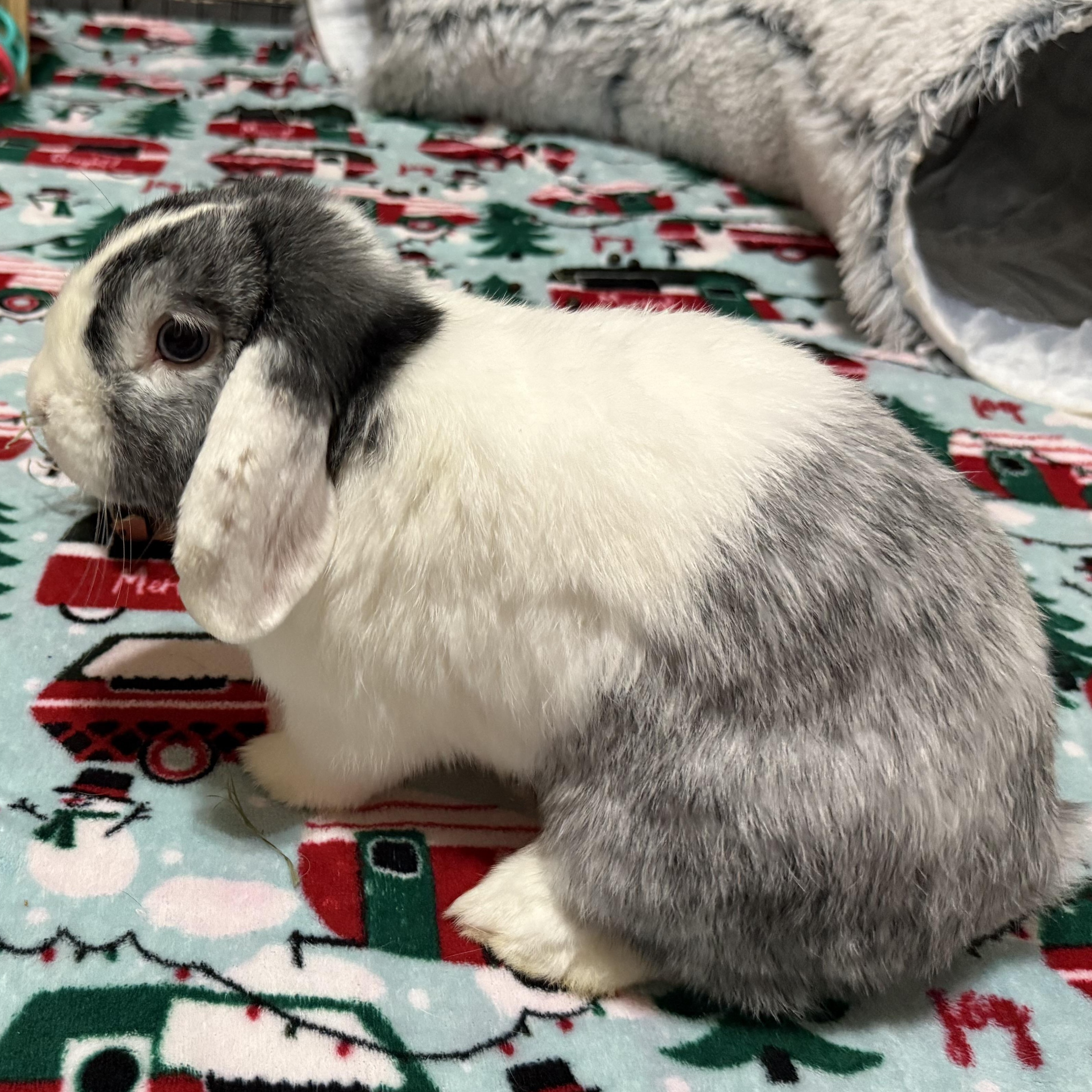 Enlarge Moo, an adoptable Lop Eared in Little Rock, AR image 6/6