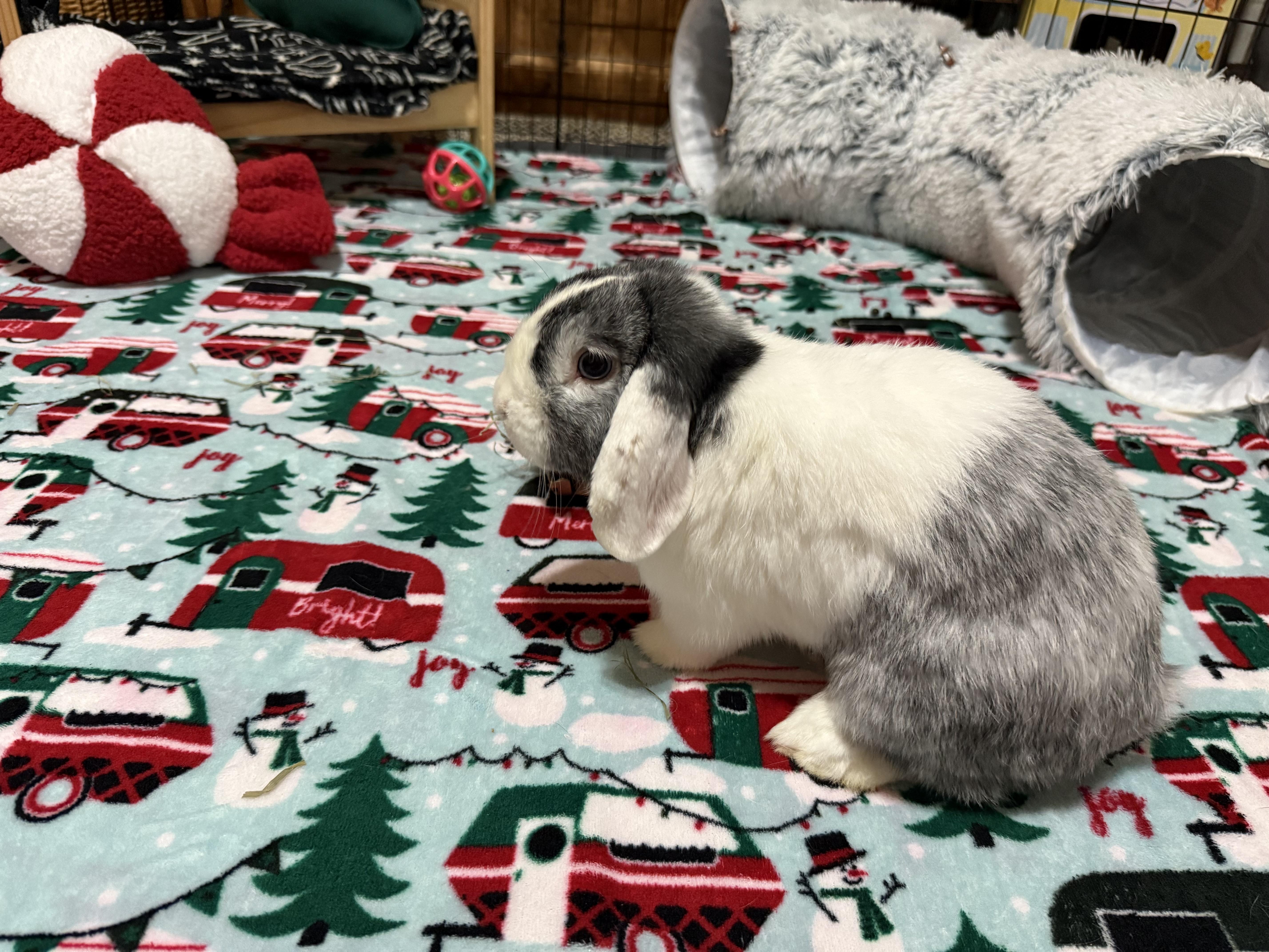 Enlarge Moo, an adoptable Lop Eared in Little Rock, AR image 3/3