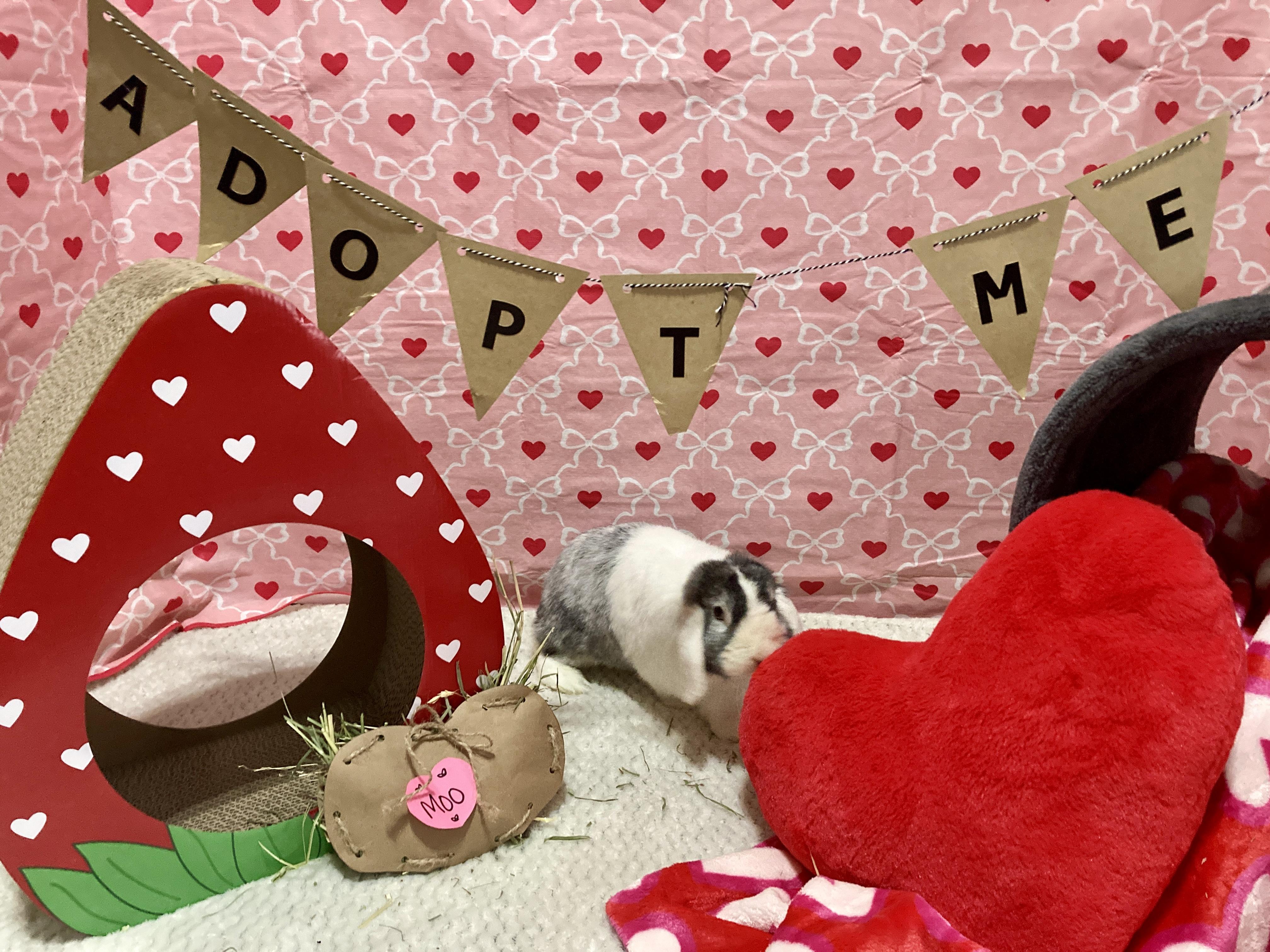 Enlarge Moo, an adoptable Lop Eared in Little Rock, AR image 4/6