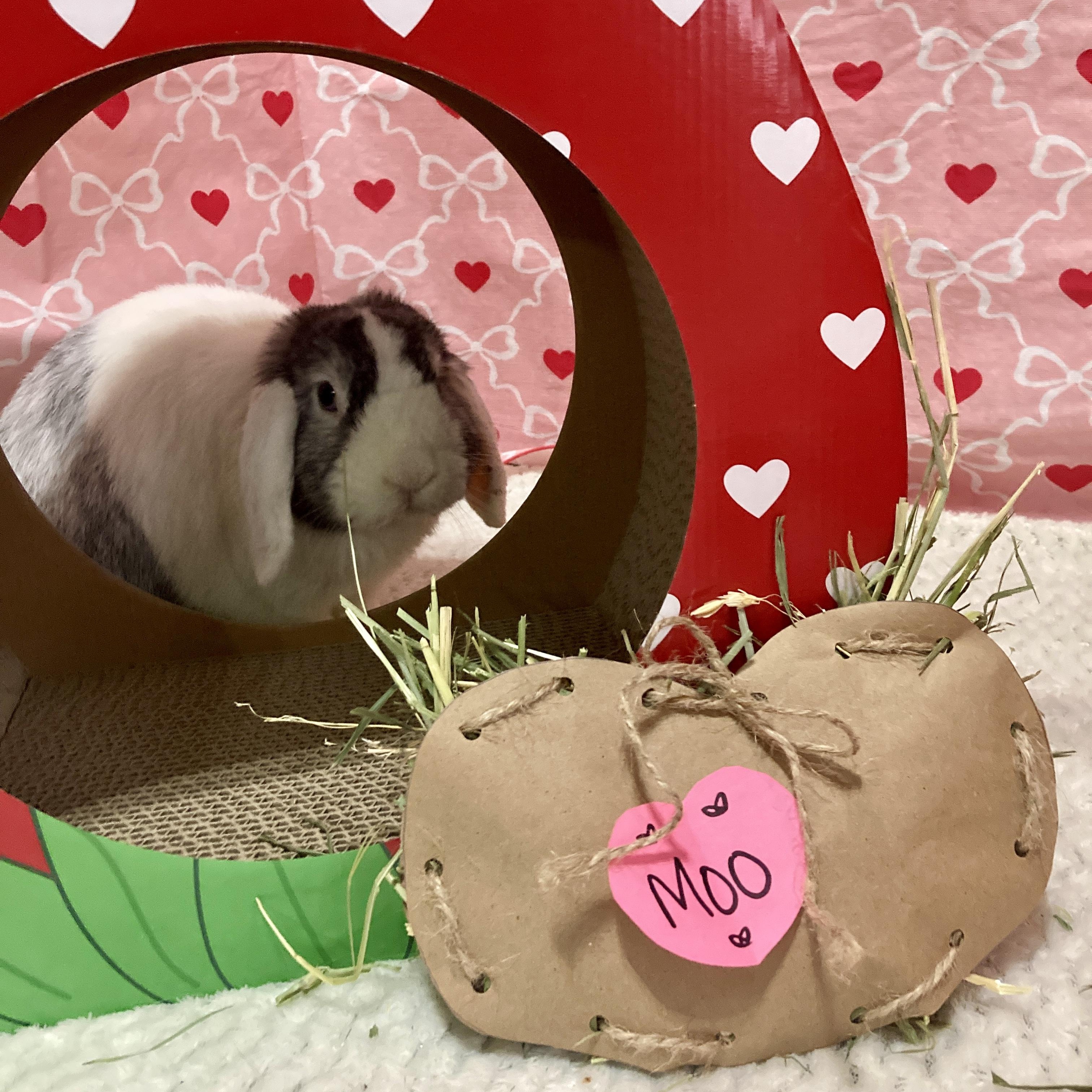 Moo, adoptable, Adult Male Lop Eared.