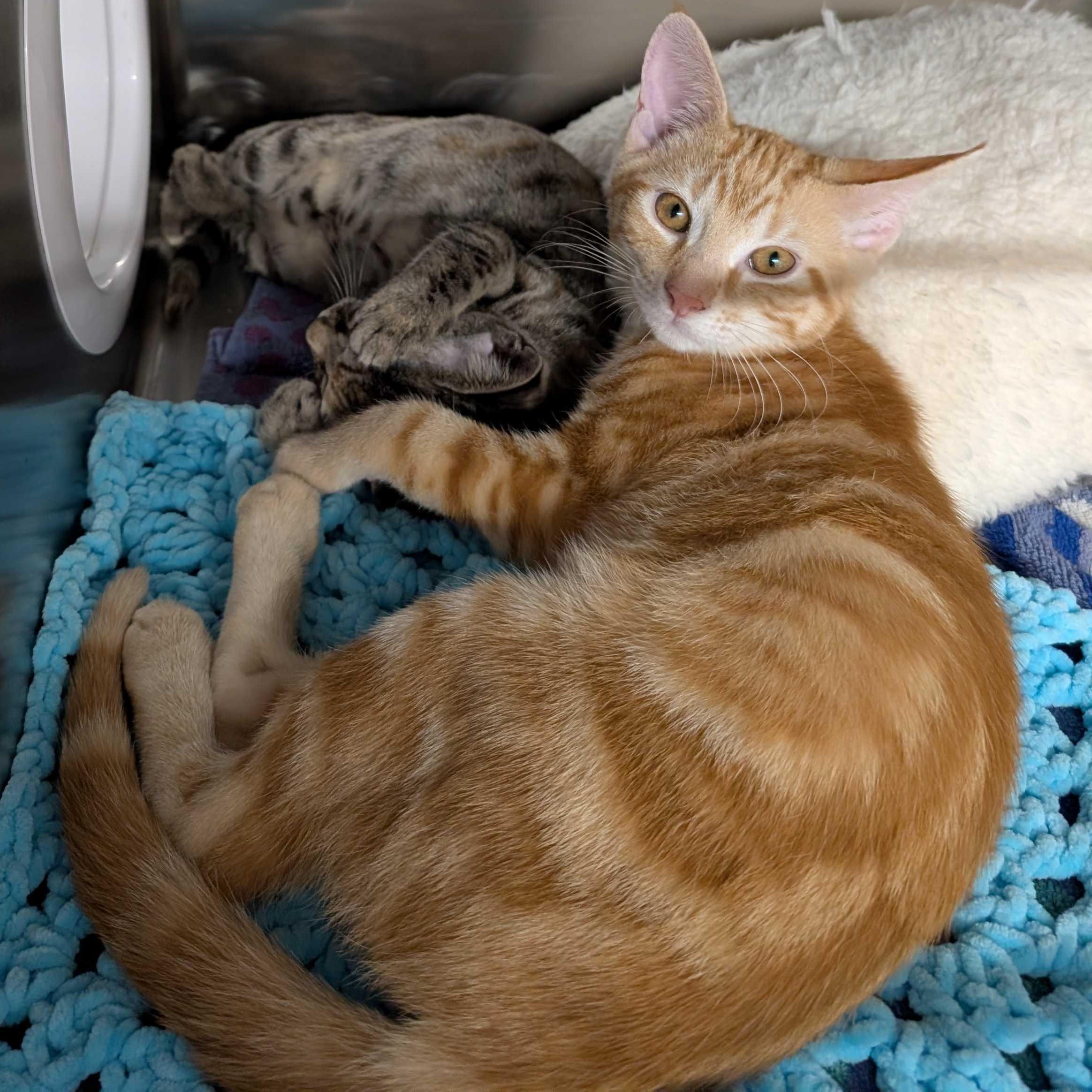 Cardamom & Butternut