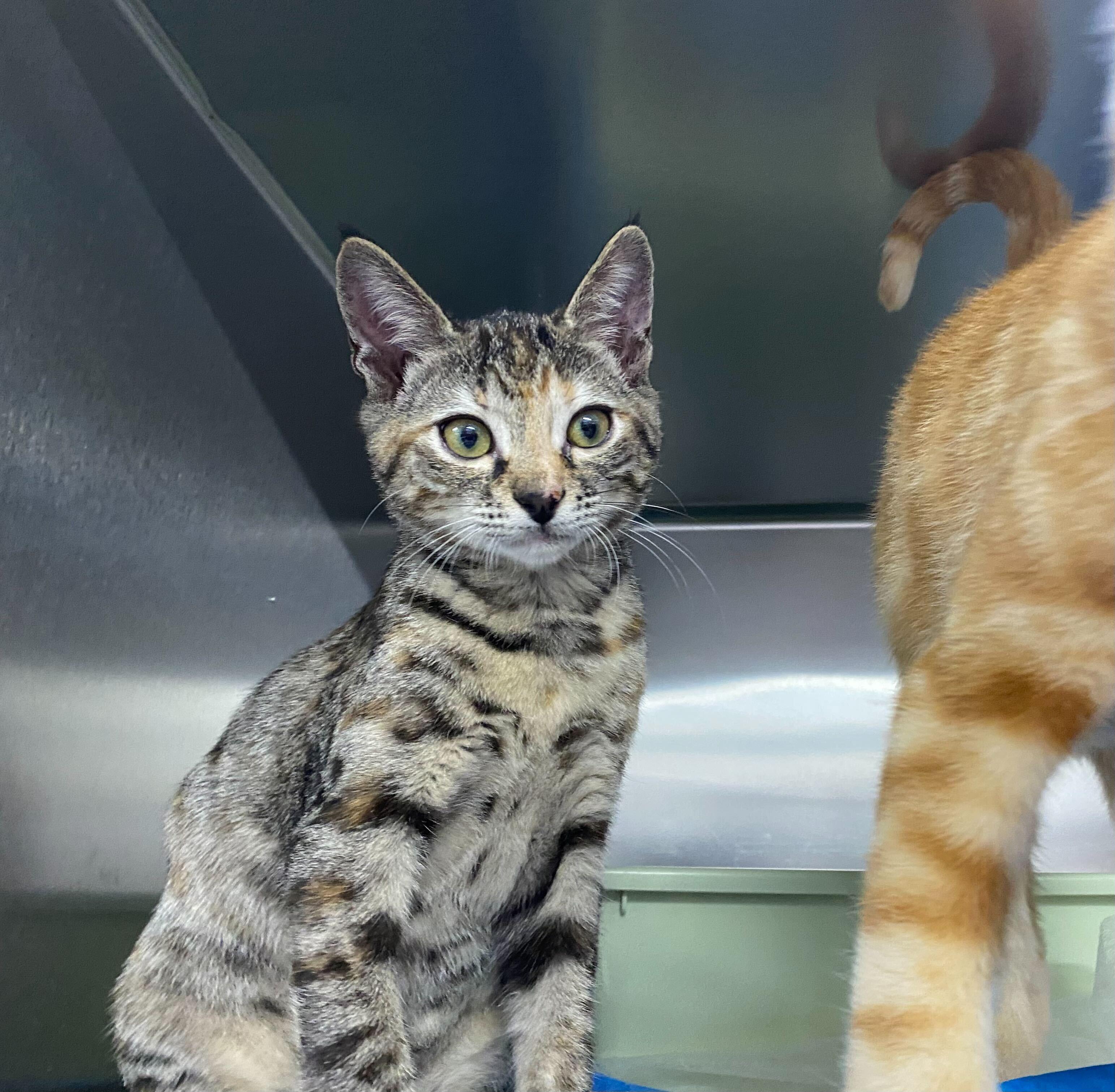 Cardamom & Butternut