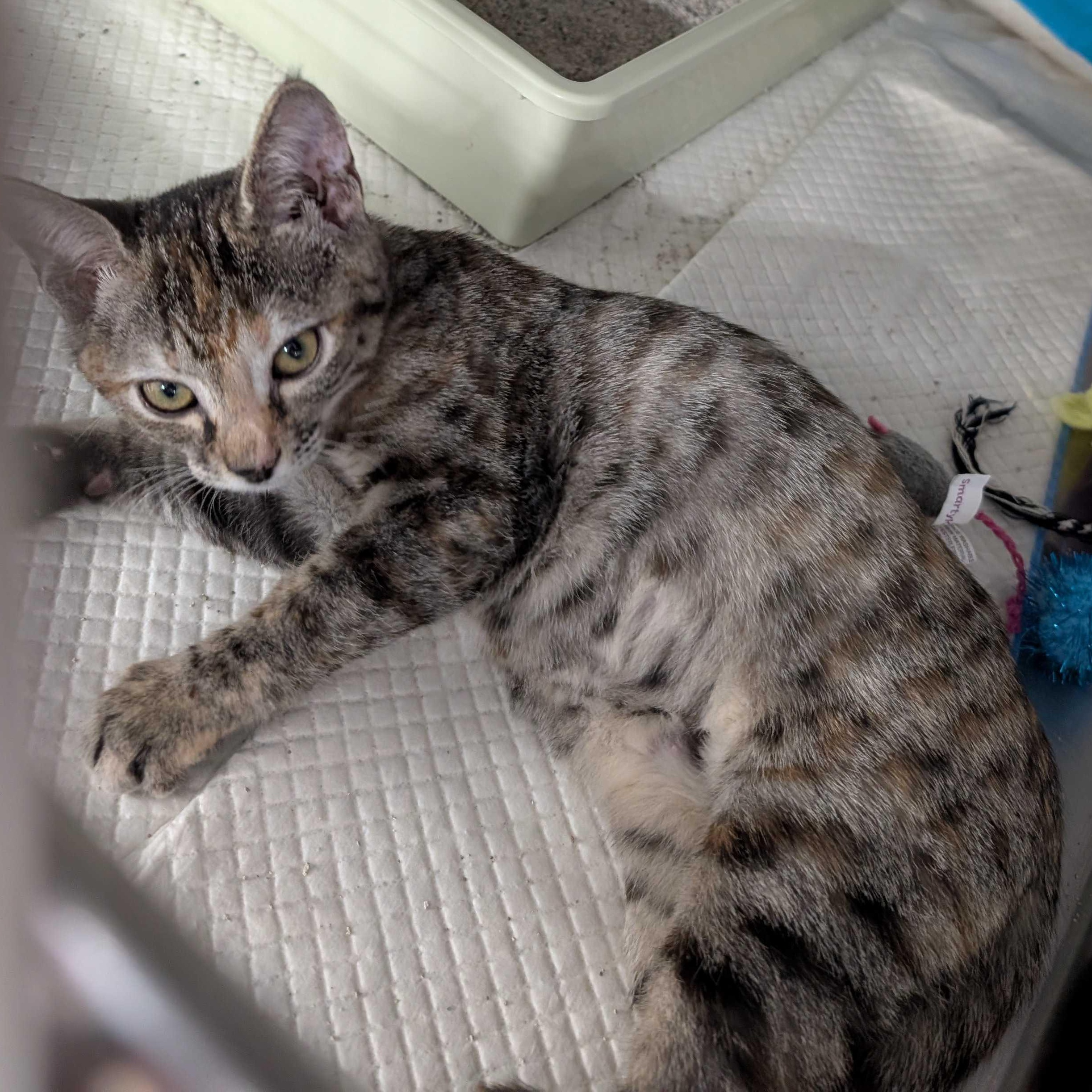 Cardamom & Butternut