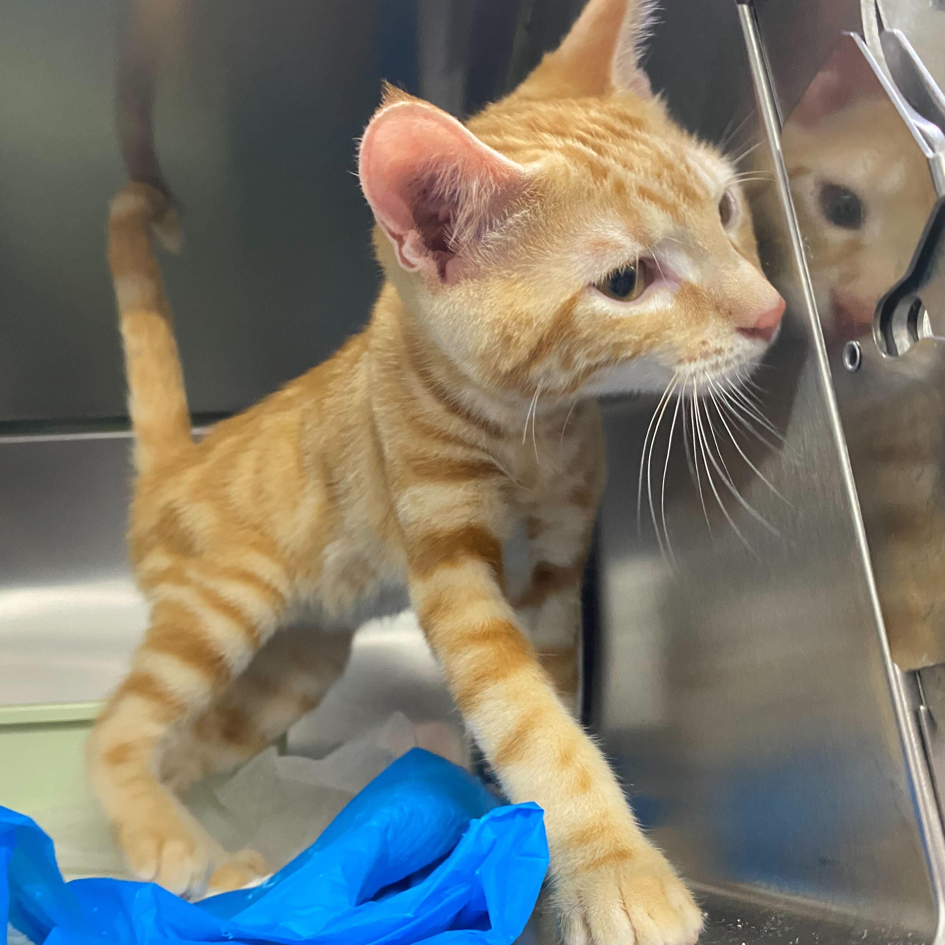 Cardamom & Butternut