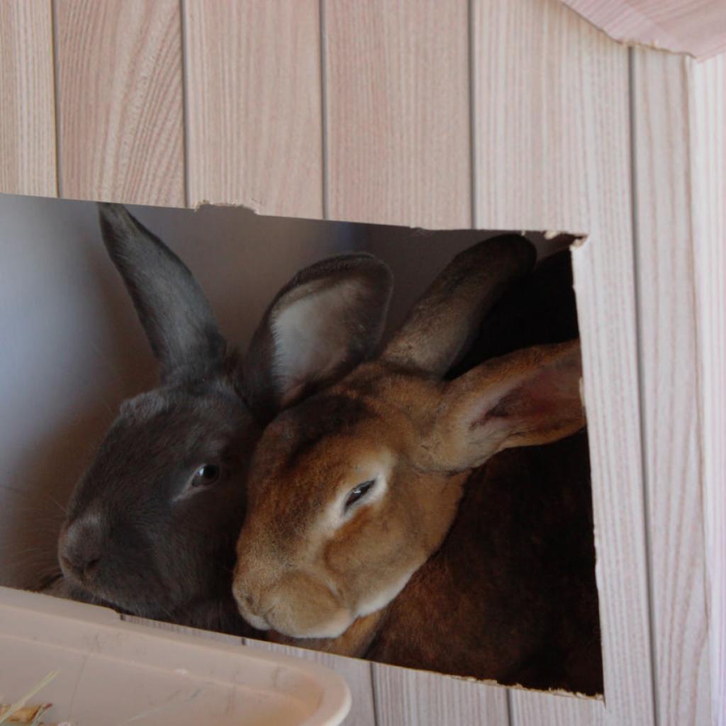 Maple, Adoptable, Adult Female Rex & Rabbit, DomesticMix.