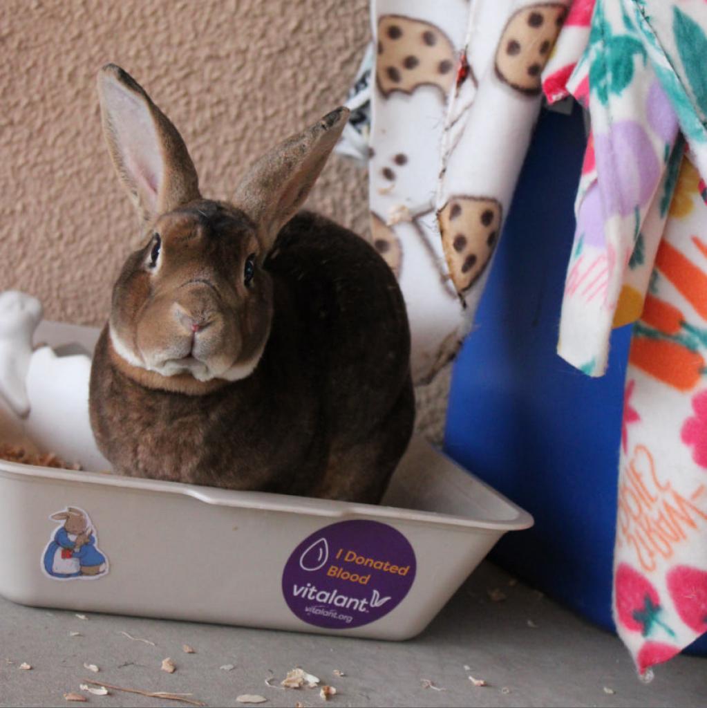 Maple, a Adoptable mixed breed in Phoenix, AZ image 2/6