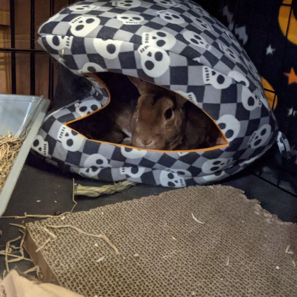 Maple, a Adoptable mixed breed in Phoenix, AZ image 3/6