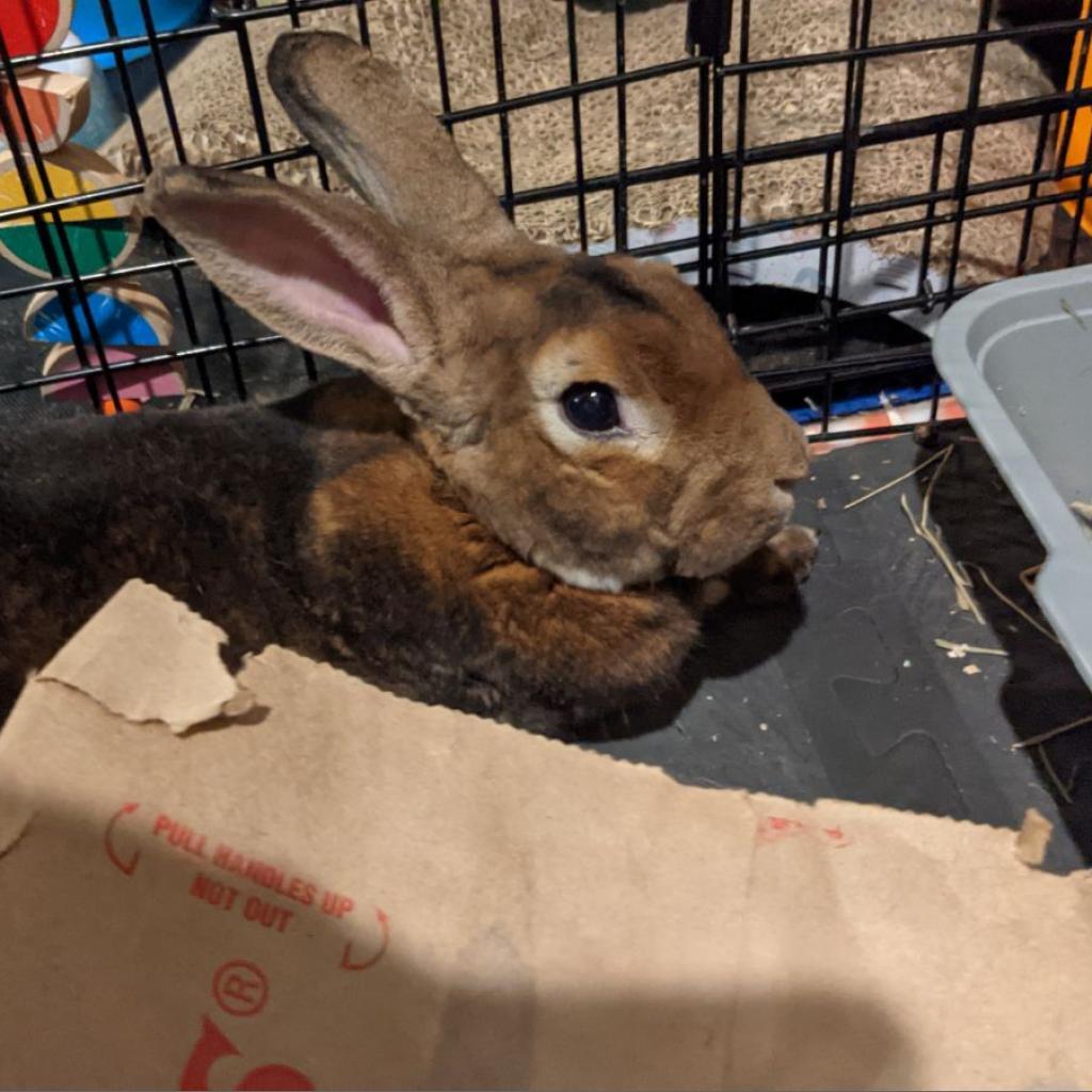 Maple, a Adoptable mixed breed in Phoenix, AZ image 4/6