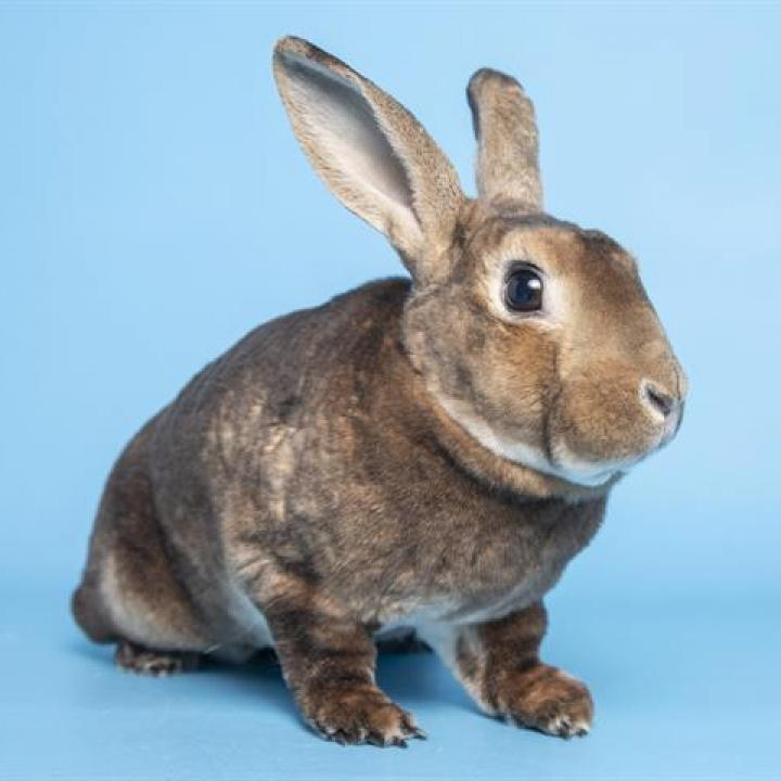 Maple, a Adoptable mixed breed in Phoenix, AZ image 5/6