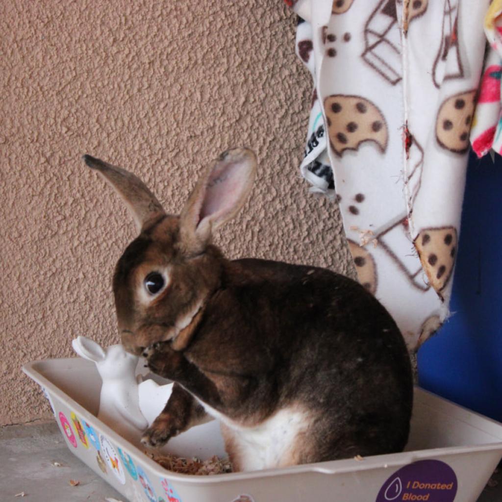 Maple, a Adoptable mixed breed in Phoenix, AZ image 6/6