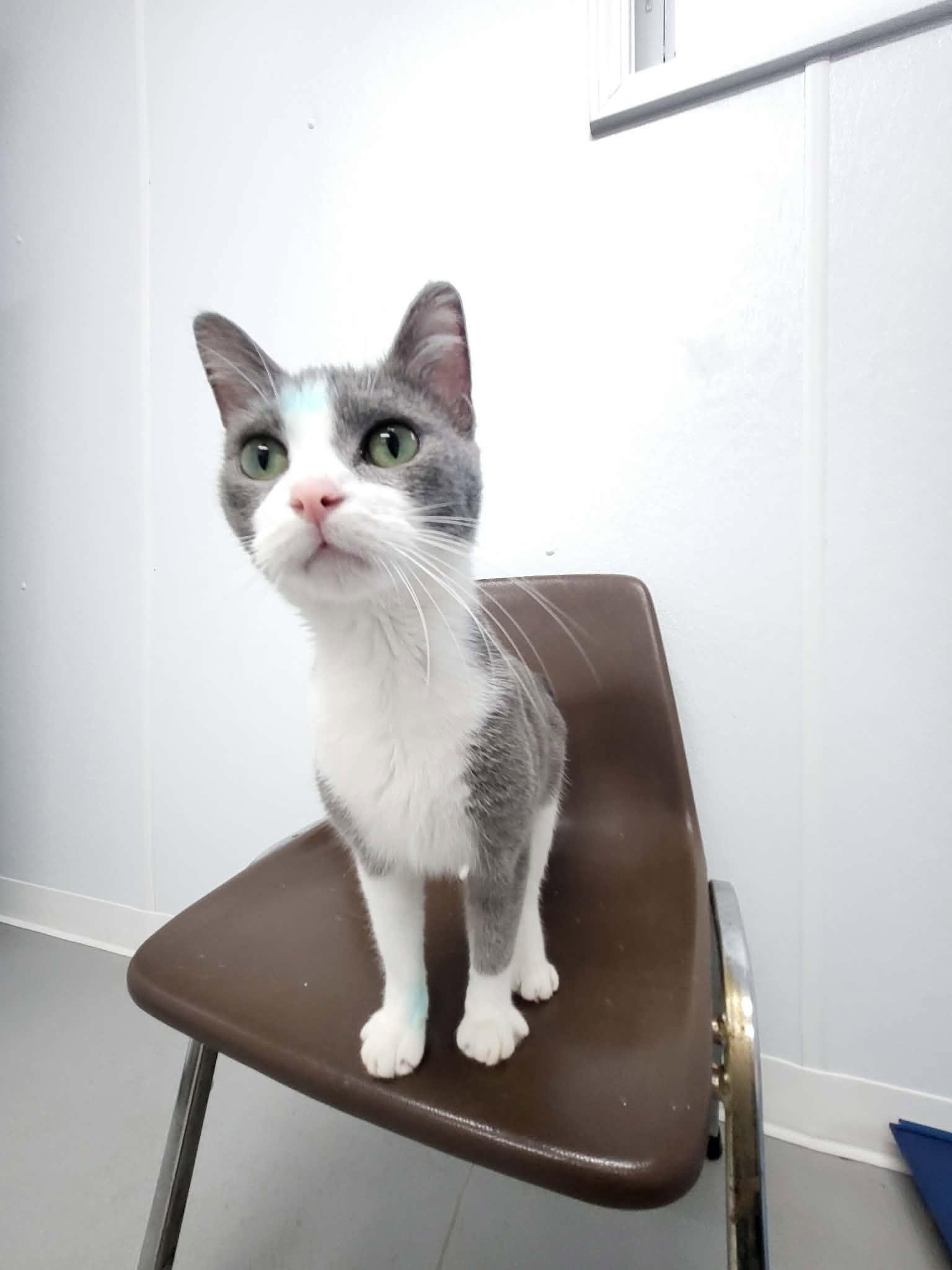 Enlarge Posie, a Adoptable Domestic Short Hair in Shelby, MI image 1/1