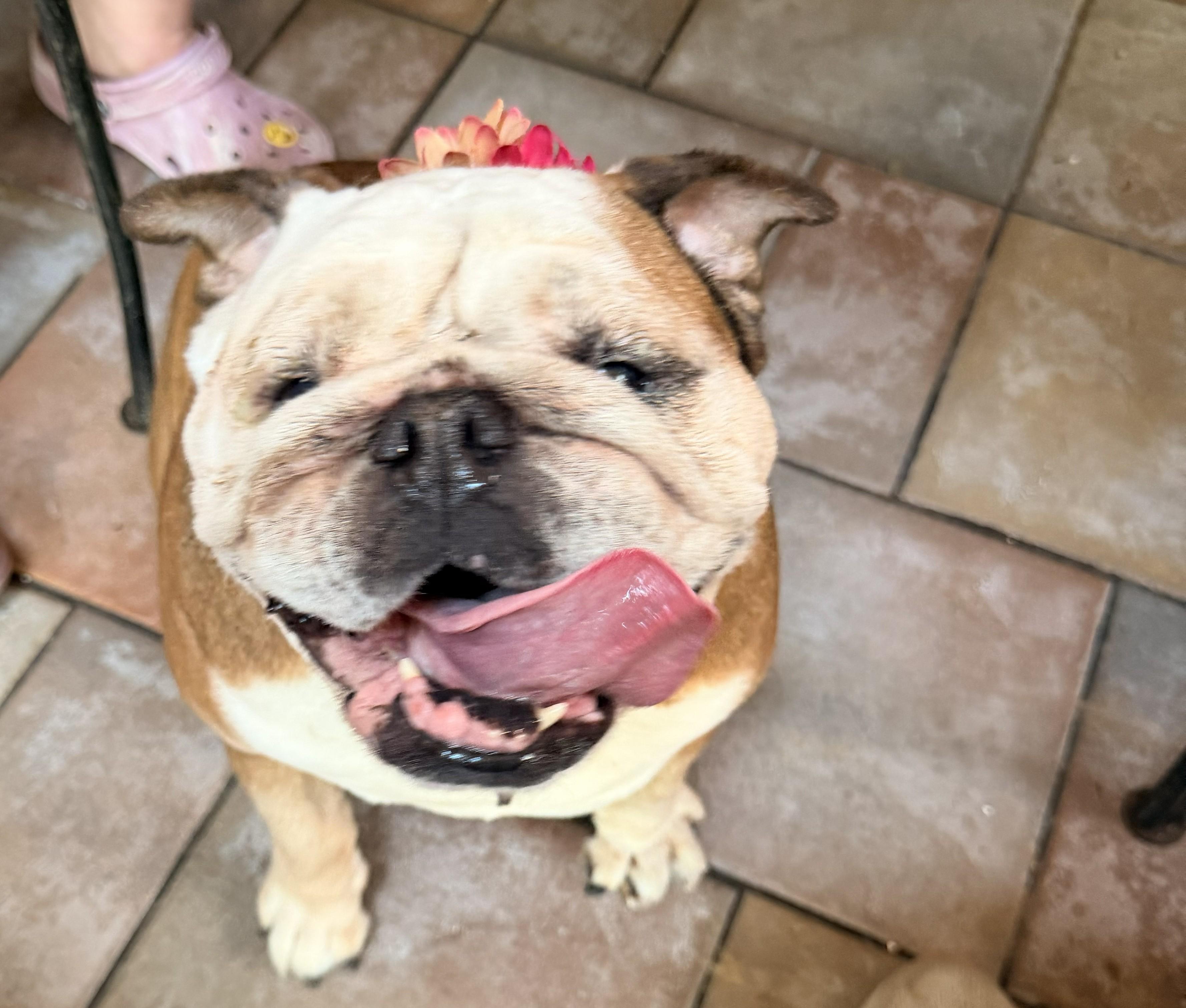 Enlarge Tallulah, a ADOPTABLE English Bulldog in Belmar, NJ image 3/6