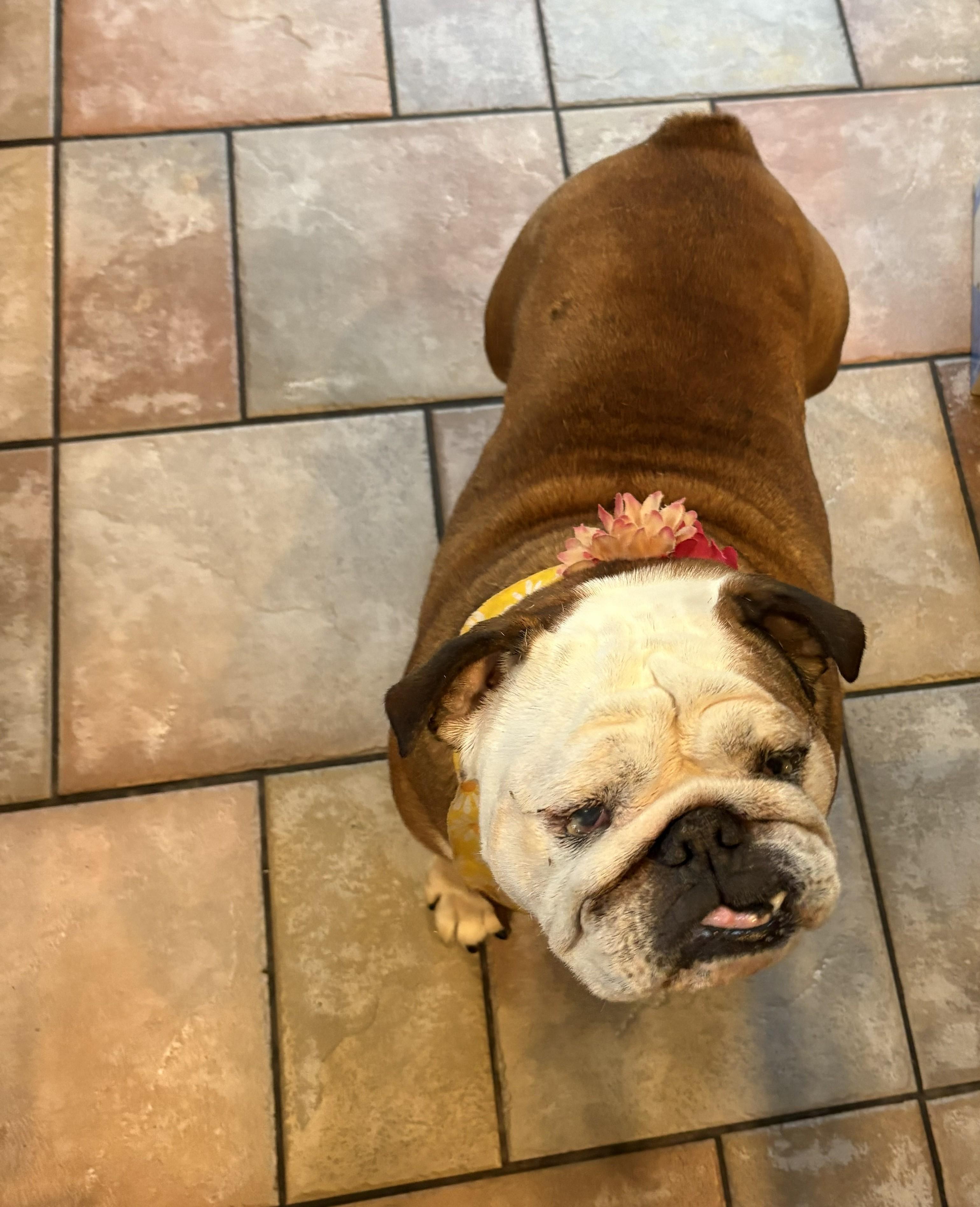 Enlarge Tallulah, a ADOPTABLE English Bulldog in Belmar, NJ image 5/6