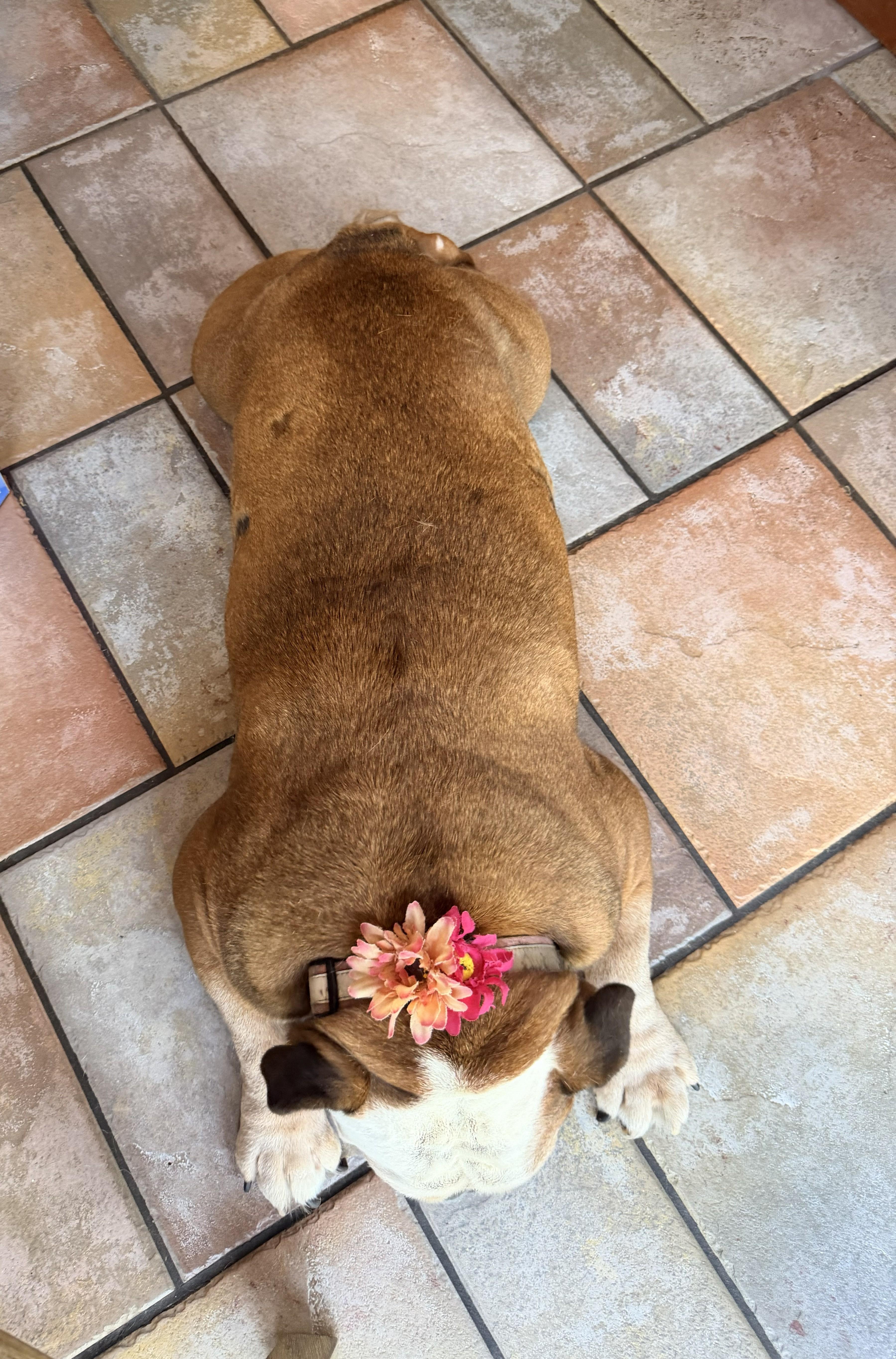Enlarge Tallulah, a ADOPTABLE English Bulldog in Belmar, NJ image 2/6