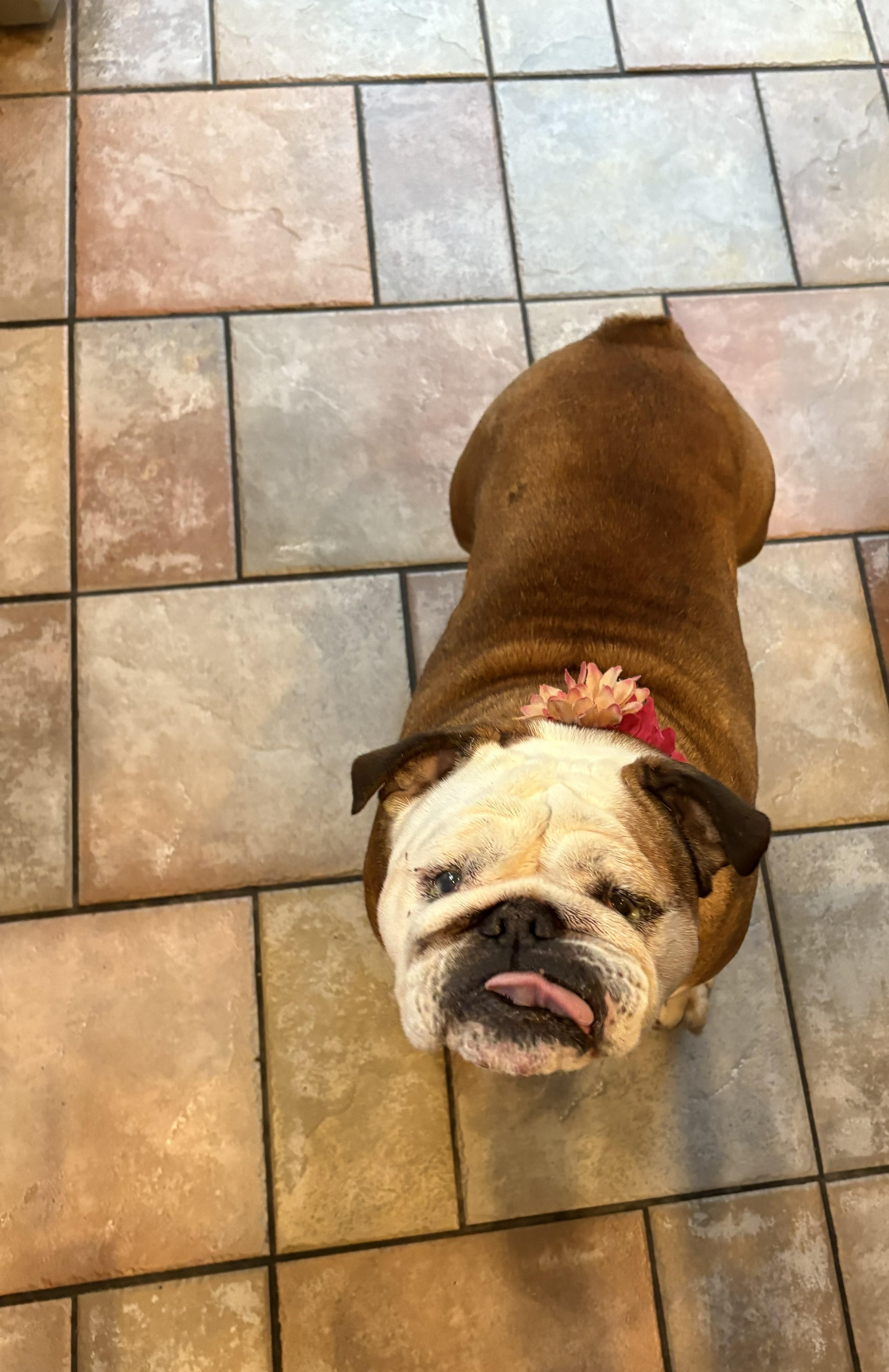 Enlarge Tallulah, a ADOPTABLE English Bulldog in Belmar, NJ image 6/6