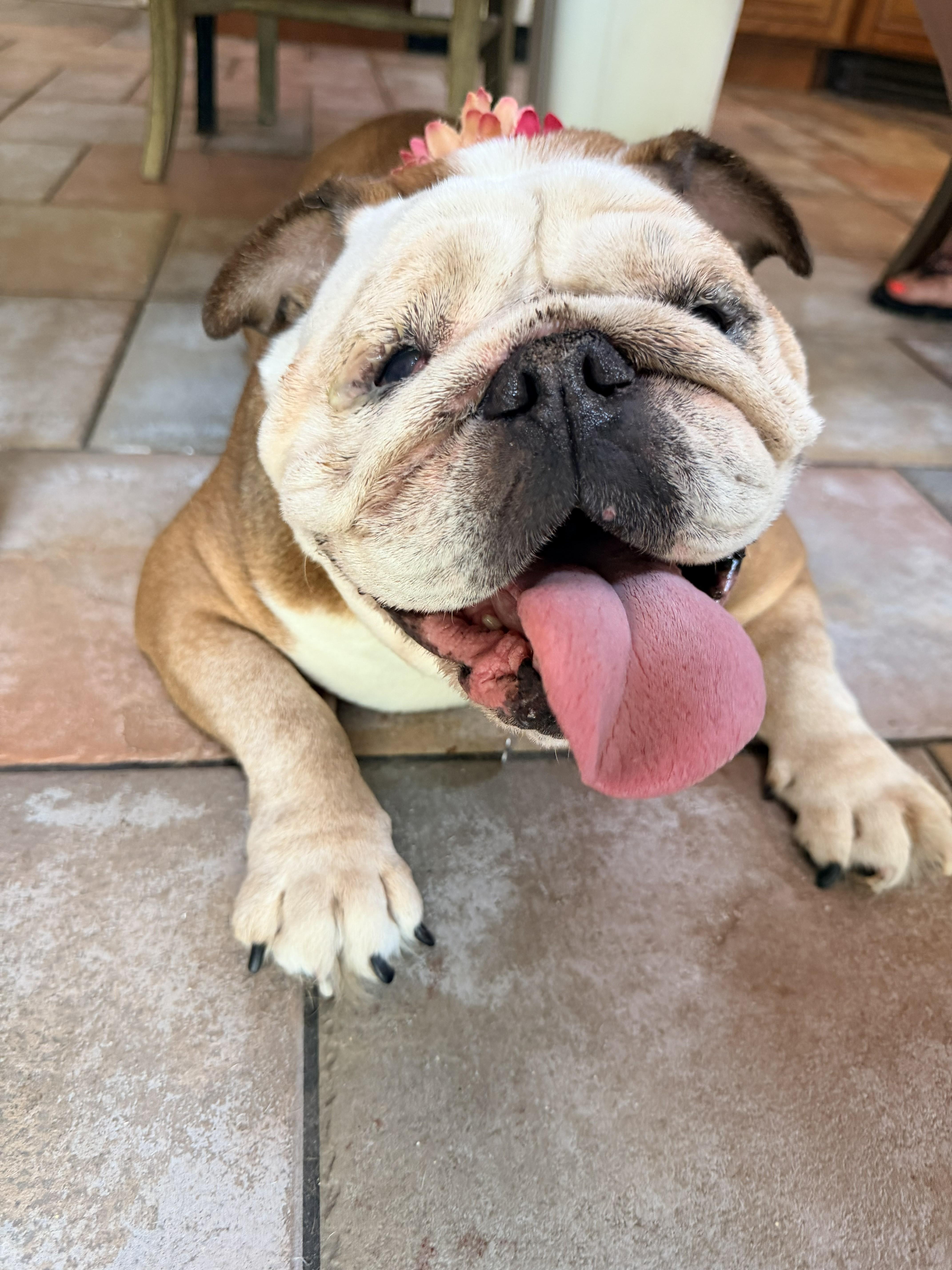 Enlarge Tallulah, a ADOPTABLE English Bulldog in Belmar, NJ image 4/6