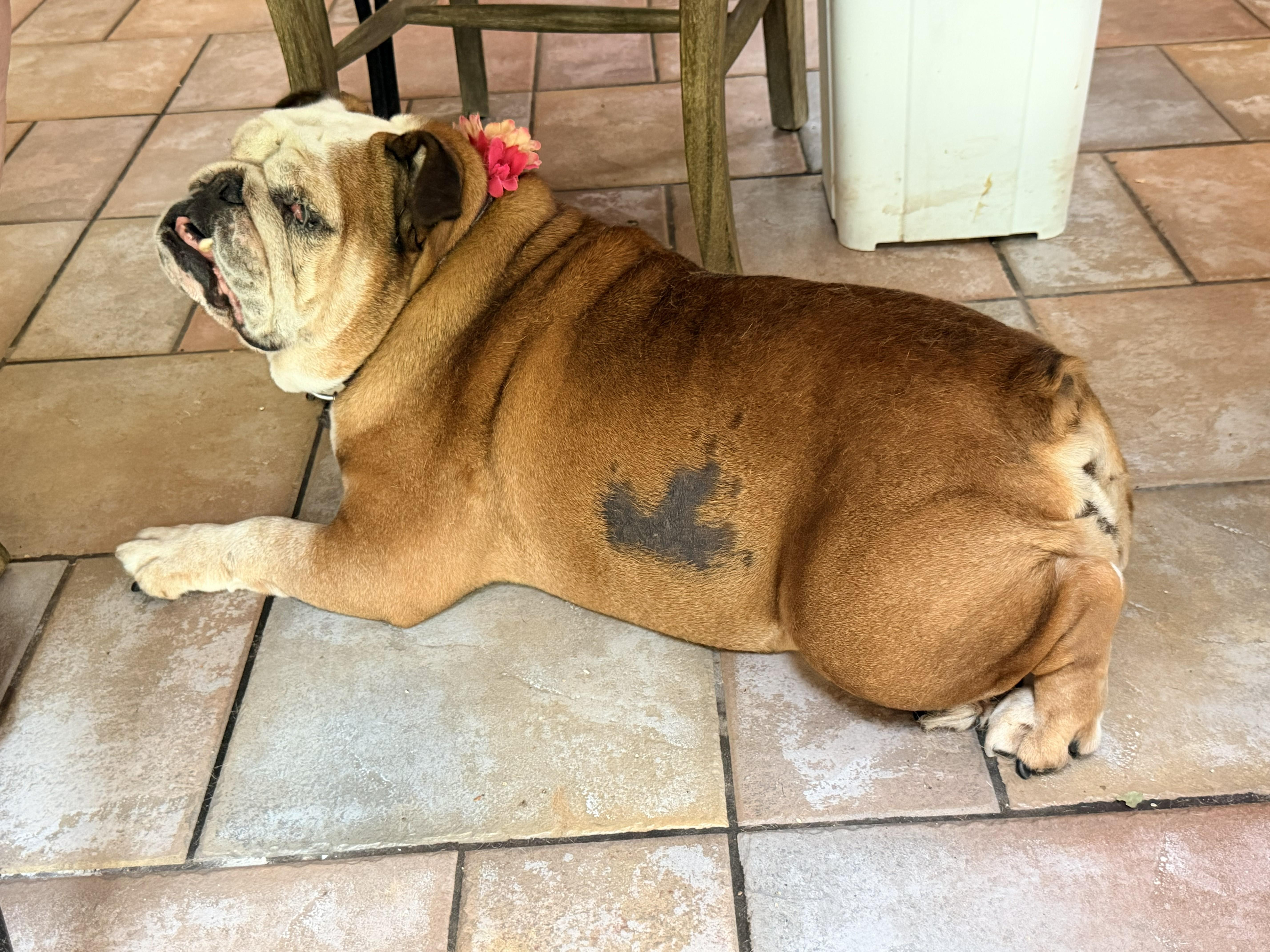 Tallulah, ADOPTABLE, Senior Female English Bulldog.