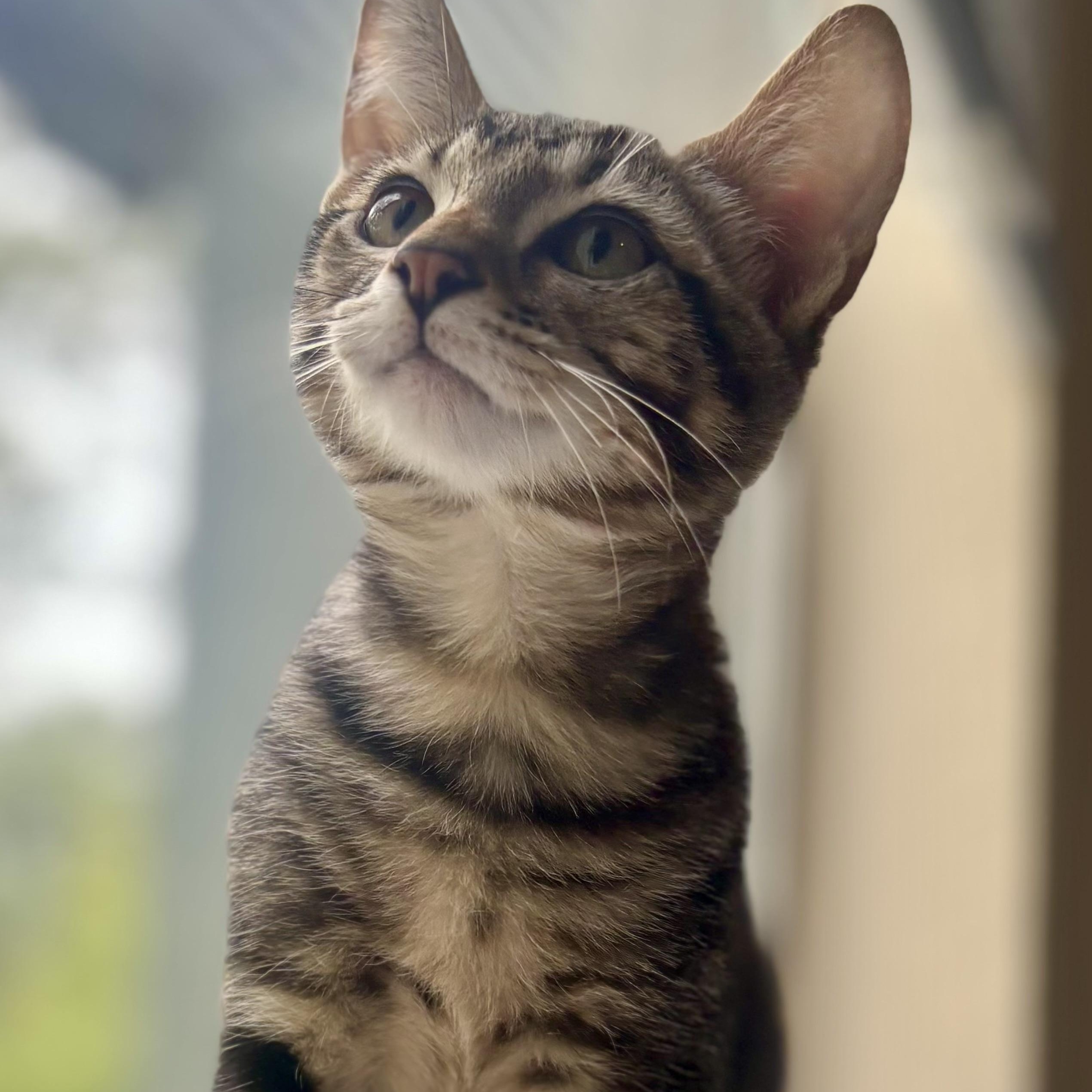 Enlarge Tigre, a Adoptable mixed breed in Krum, TX image 6/6