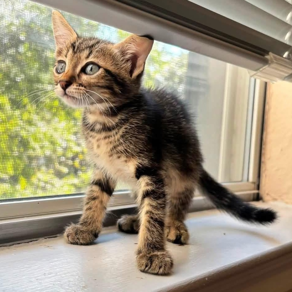 Enlarge Tigre, a Adoptable mixed breed in Krum, TX image 5/6