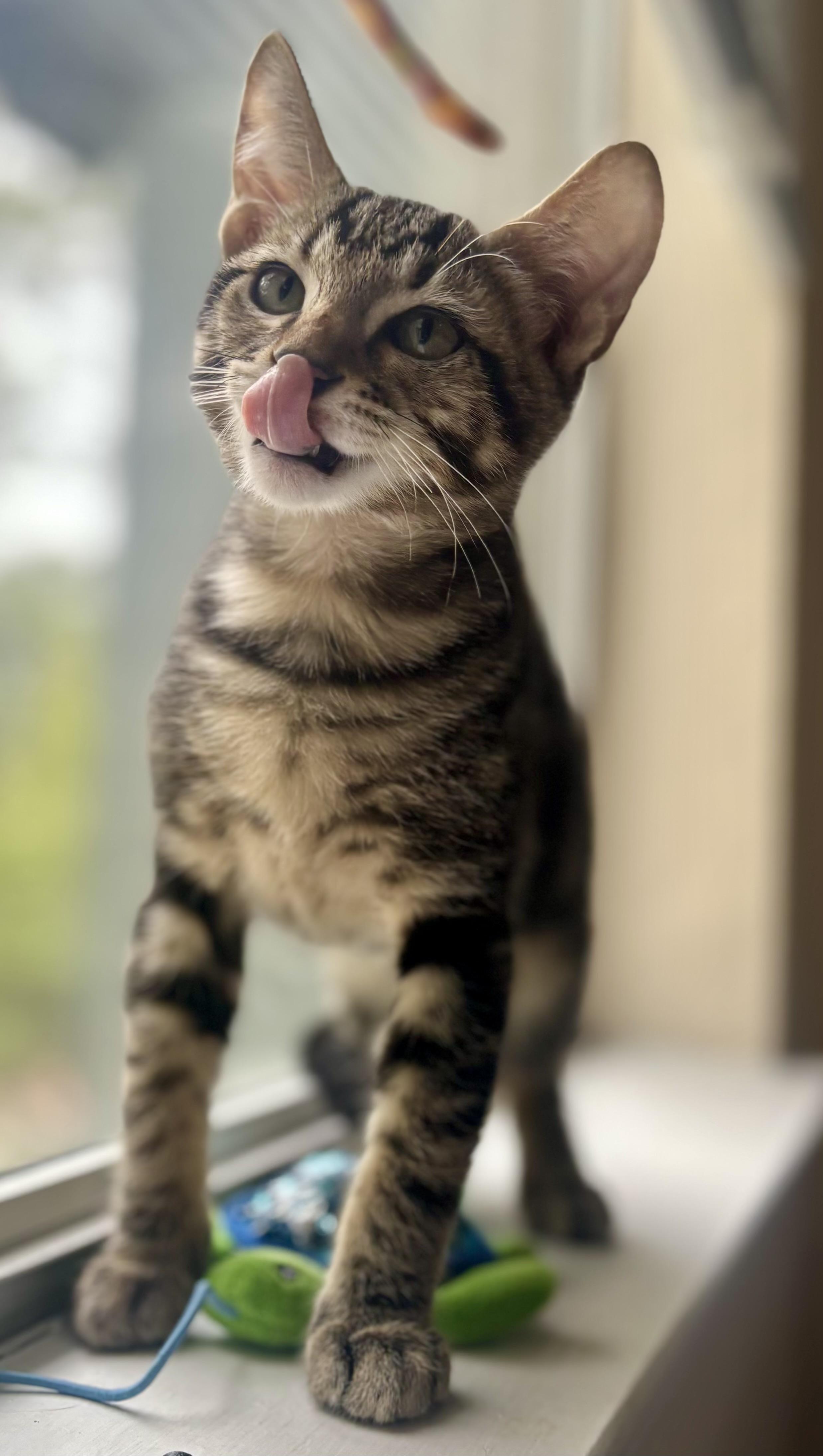 Enlarge Tigre, a Adoptable mixed breed in Krum, TX image 2/6