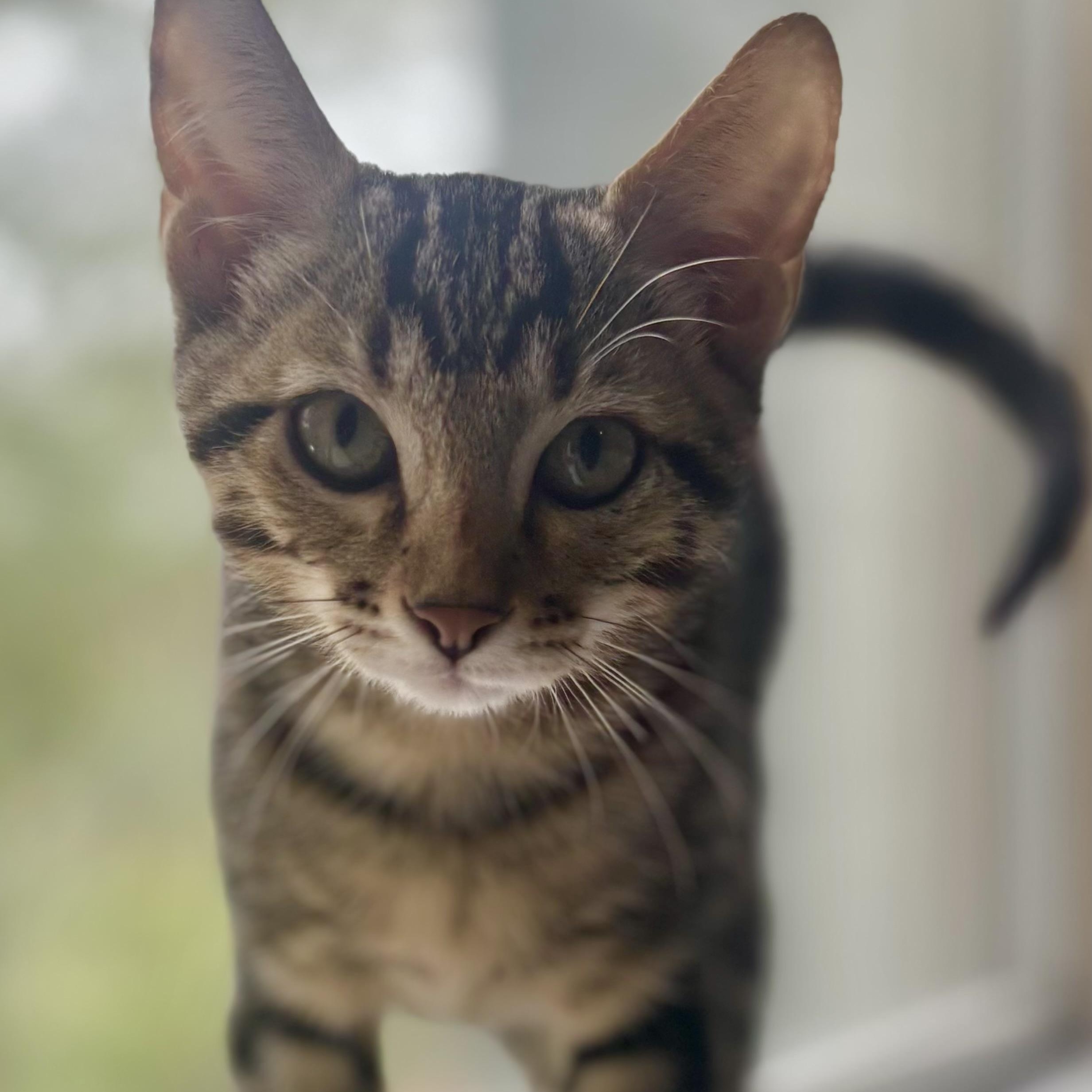 Tigre, Adoptable, Kitten Male Tabby.