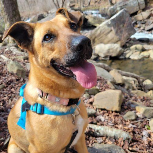 Zadee, a Adoptable mixed breed in Mount Laurel, NJ image 3/3