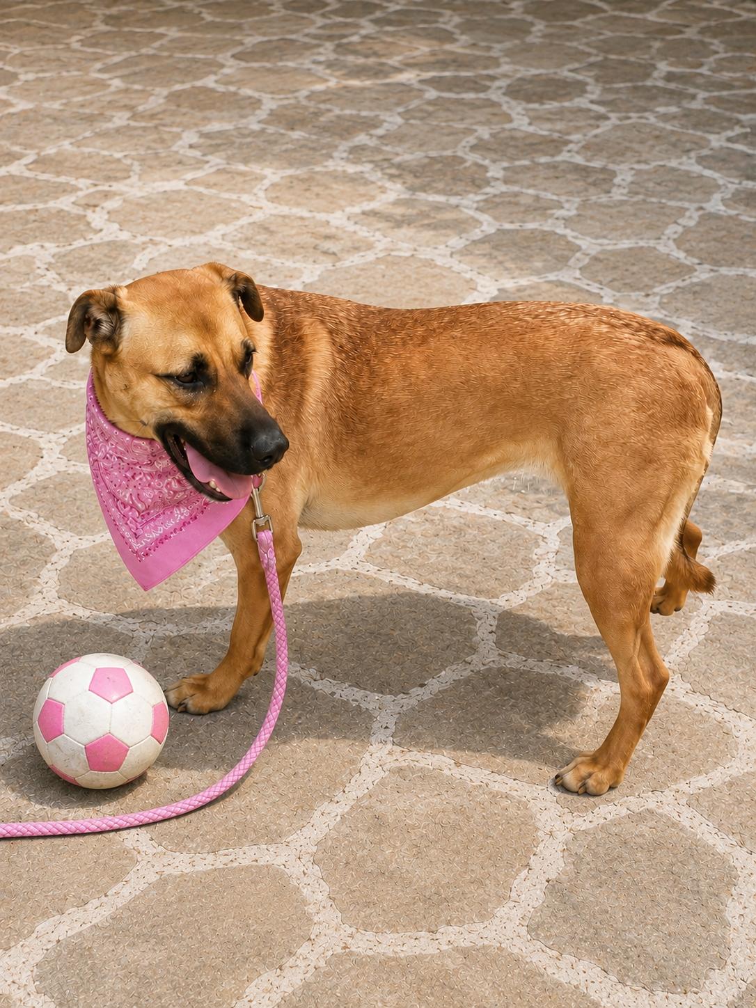 Enlarge Zadee, a Adoptable mixed breed in Mount Laurel, NJ image 3/3