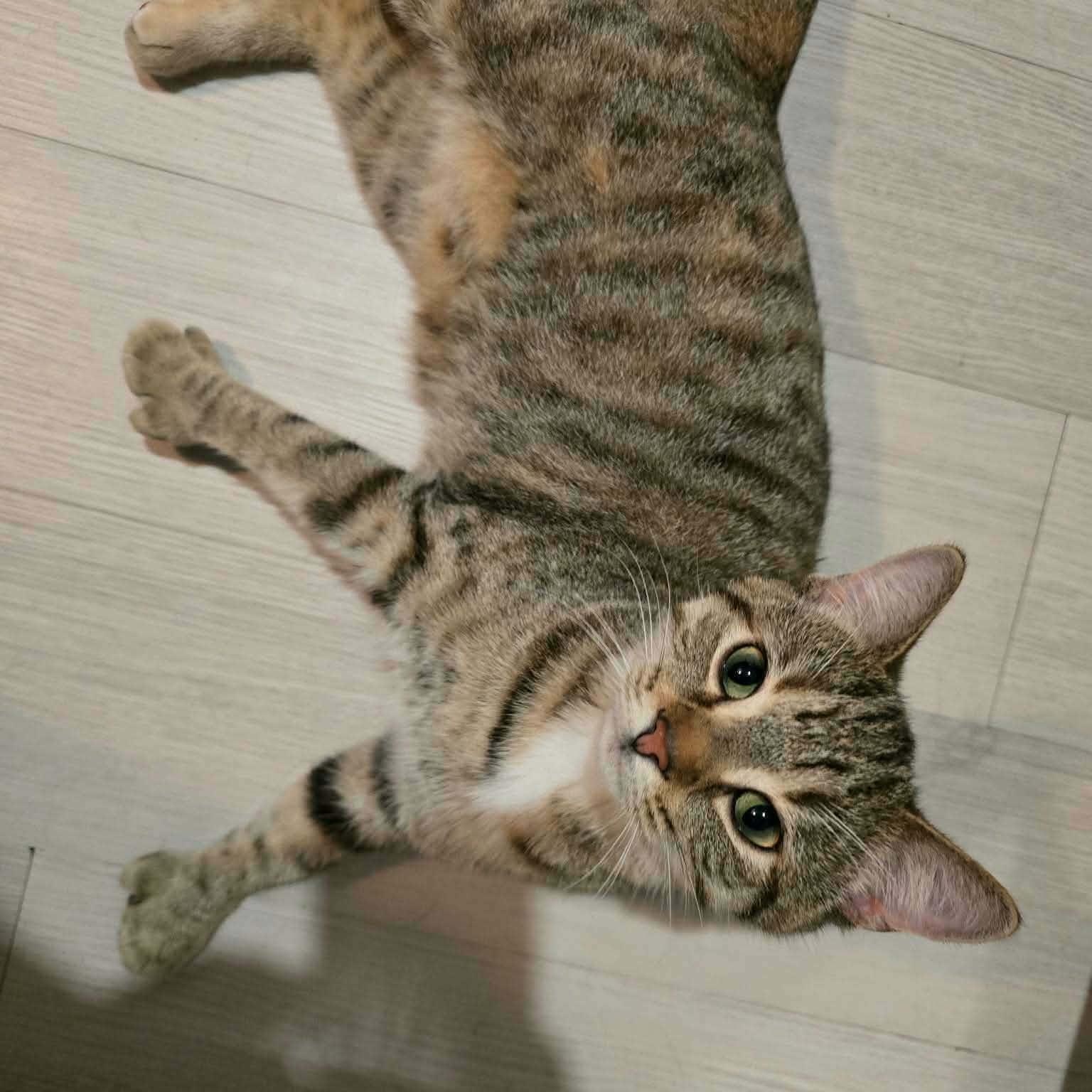 Enlarge Kali (f) 1yrs old tabby/torbie Polydactyl , a ADOPTABLE Extra-Toes Cat / Hemingway Polydactyl in Ottawa, ON image 5/6