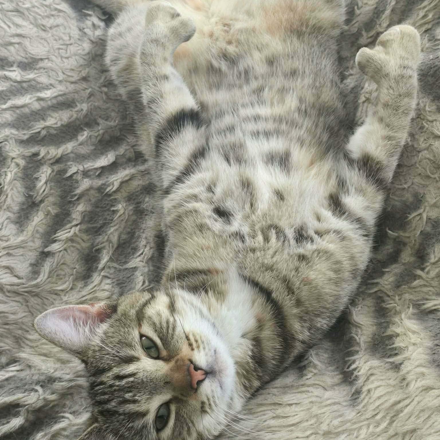 Enlarge Kali (f) 1yrs old tabby/torbie Polydactyl , a ADOPTABLE Extra-Toes Cat / Hemingway Polydactyl in Ottawa, ON image 2/6