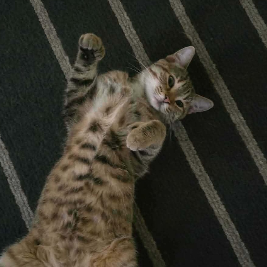 Enlarge Kali (f) 1yrs old tabby/torbie Polydactyl , a ADOPTABLE Extra-Toes Cat / Hemingway Polydactyl in Ottawa, ON image 3/6