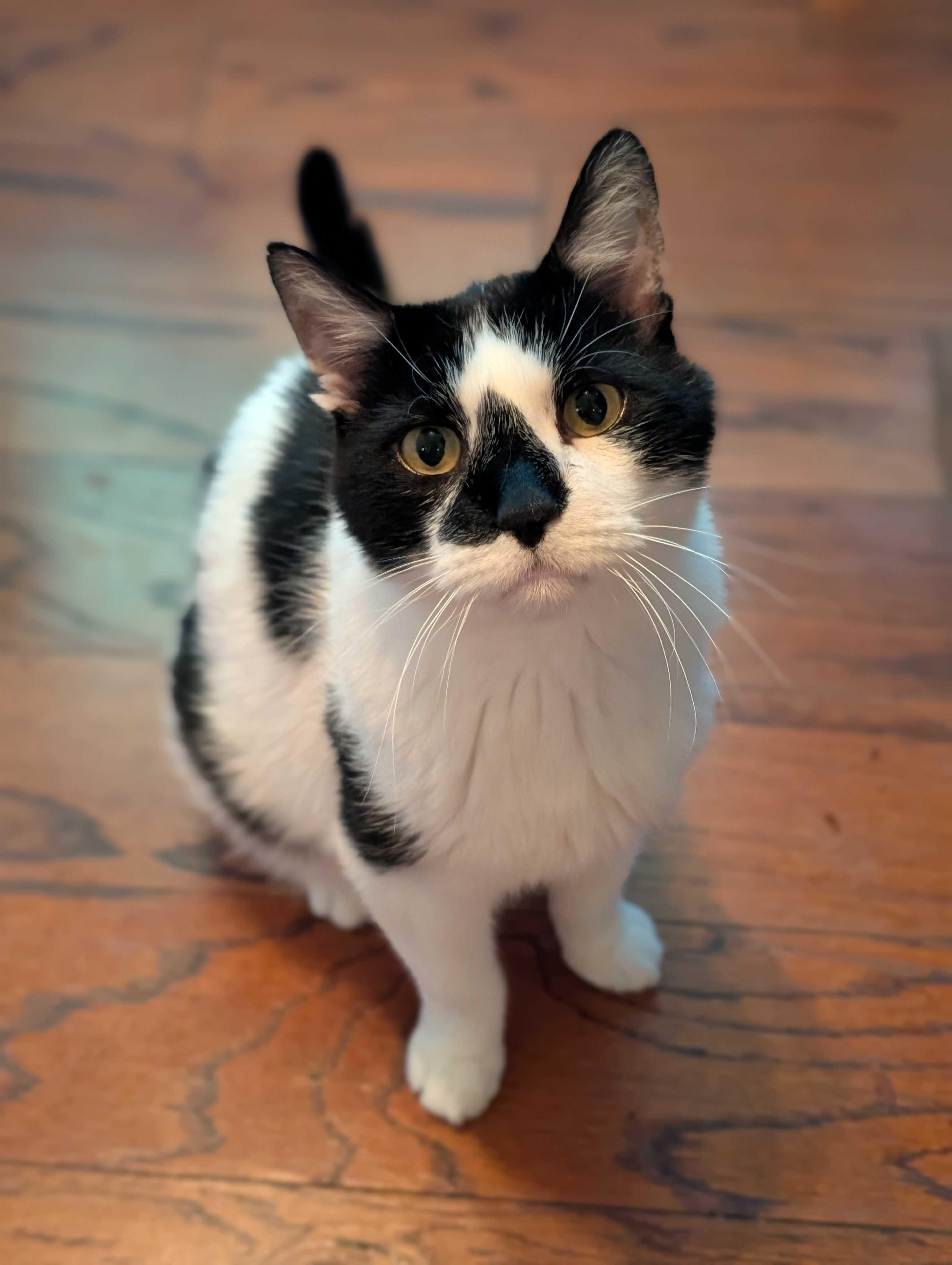 Enlarge Patches, a Adoptable Domestic Short Hair in Denver, CO image 1/3