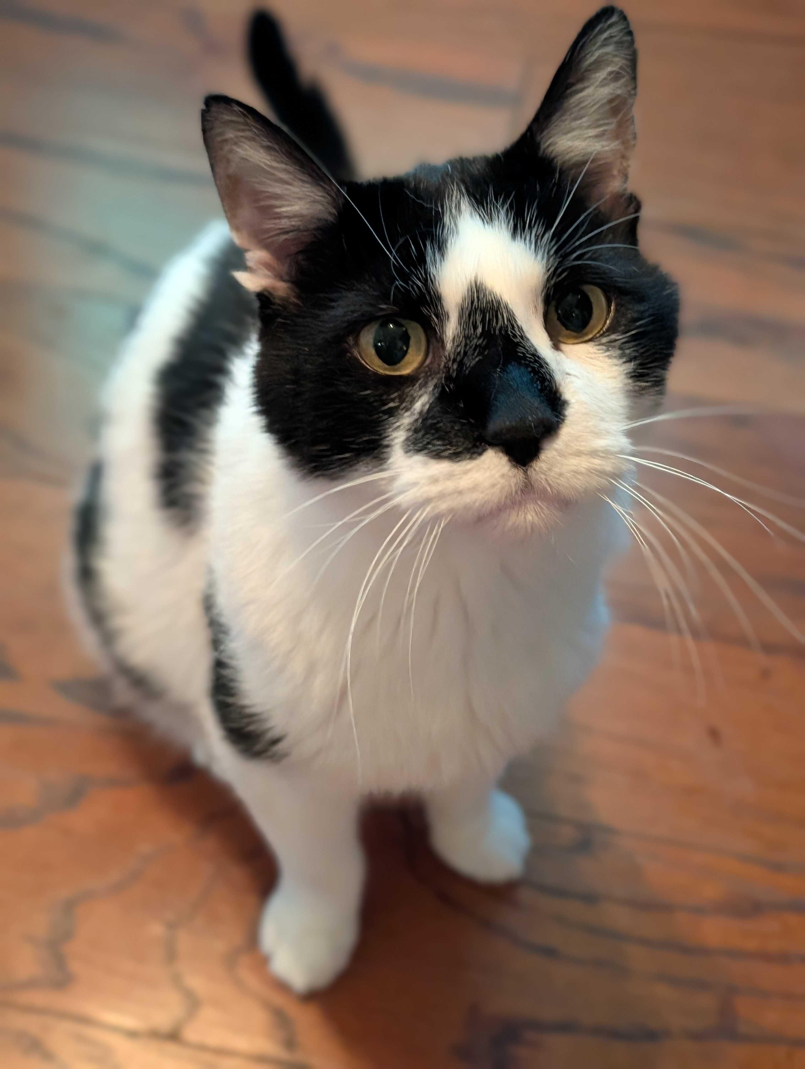 Enlarge Patches, a Adoptable Domestic Short Hair in Denver, CO image 3/3