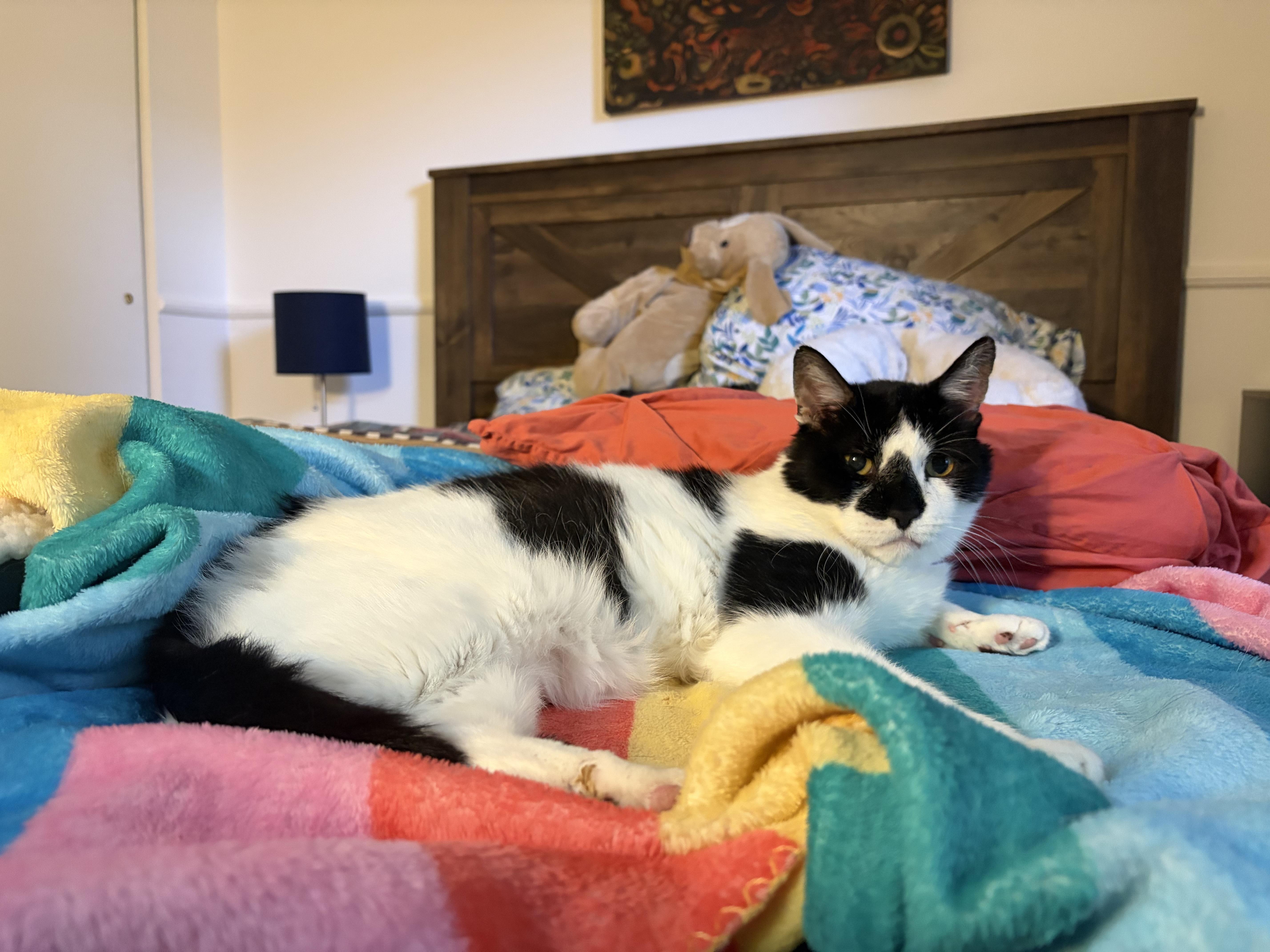 Enlarge Patches, a Adoptable Domestic Short Hair in Denver, CO image 2/3