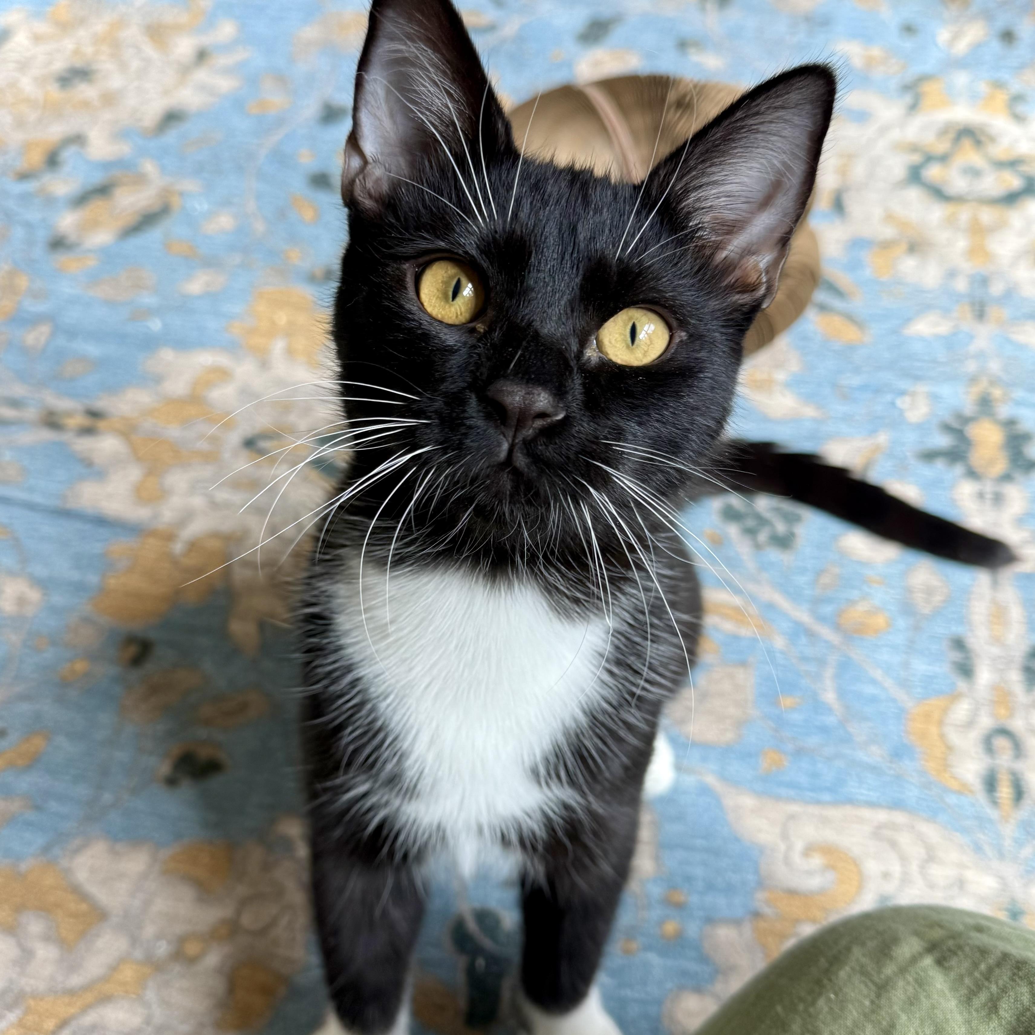 Enlarge Nickel, a Adoptable mixed breed in Santa Fe, NM image 1/1