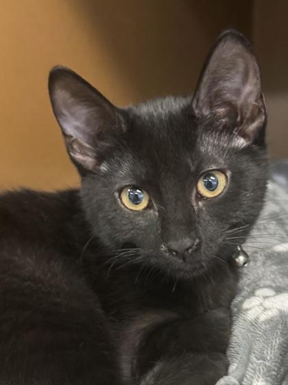 Pippa $50, Adoptable, Kitten Female Domestic Short Hair & Domestic Short Hair.