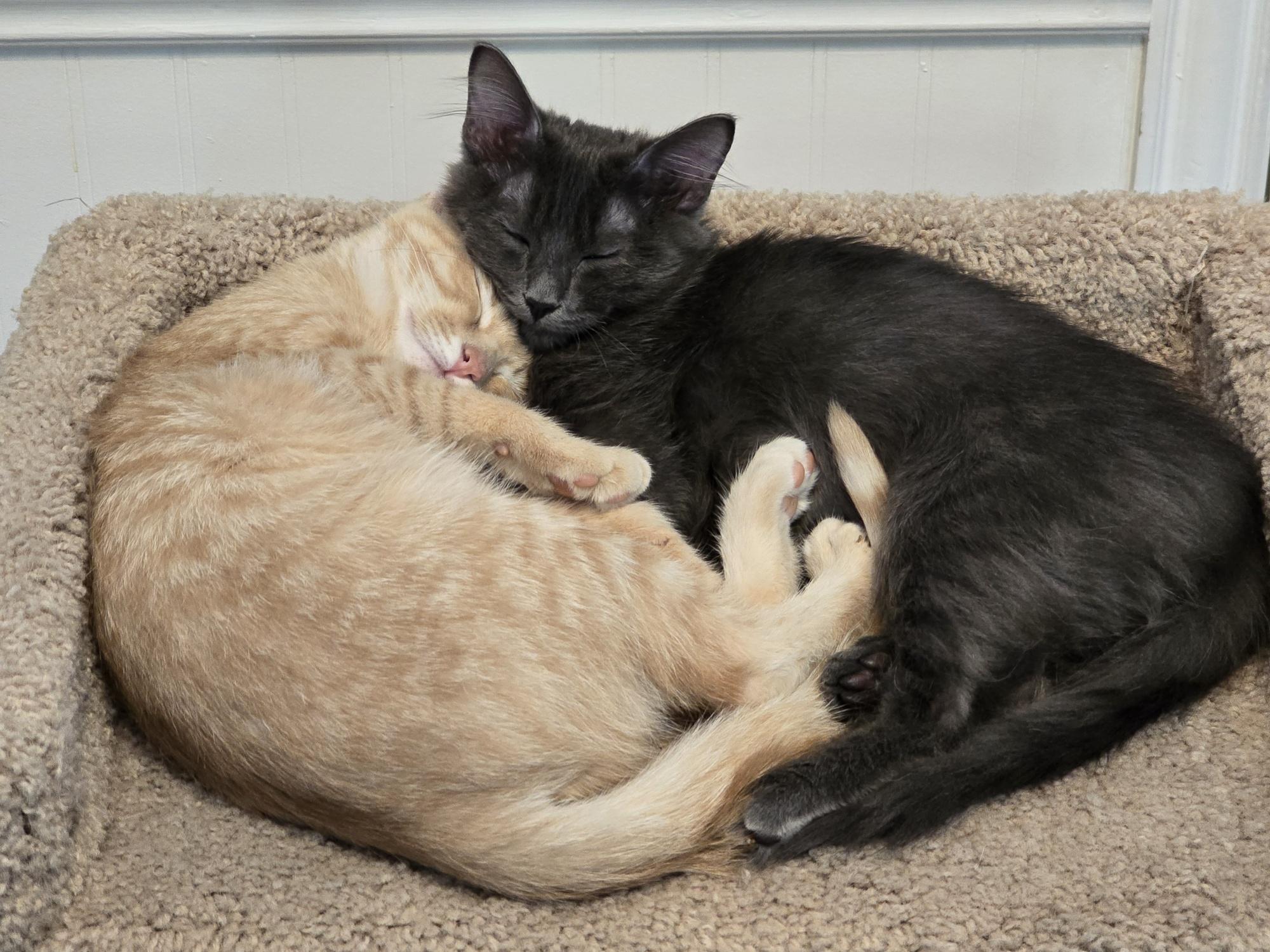 Padme, a Adoptable Domestic Long Hair in Coppell, TX image 3/5