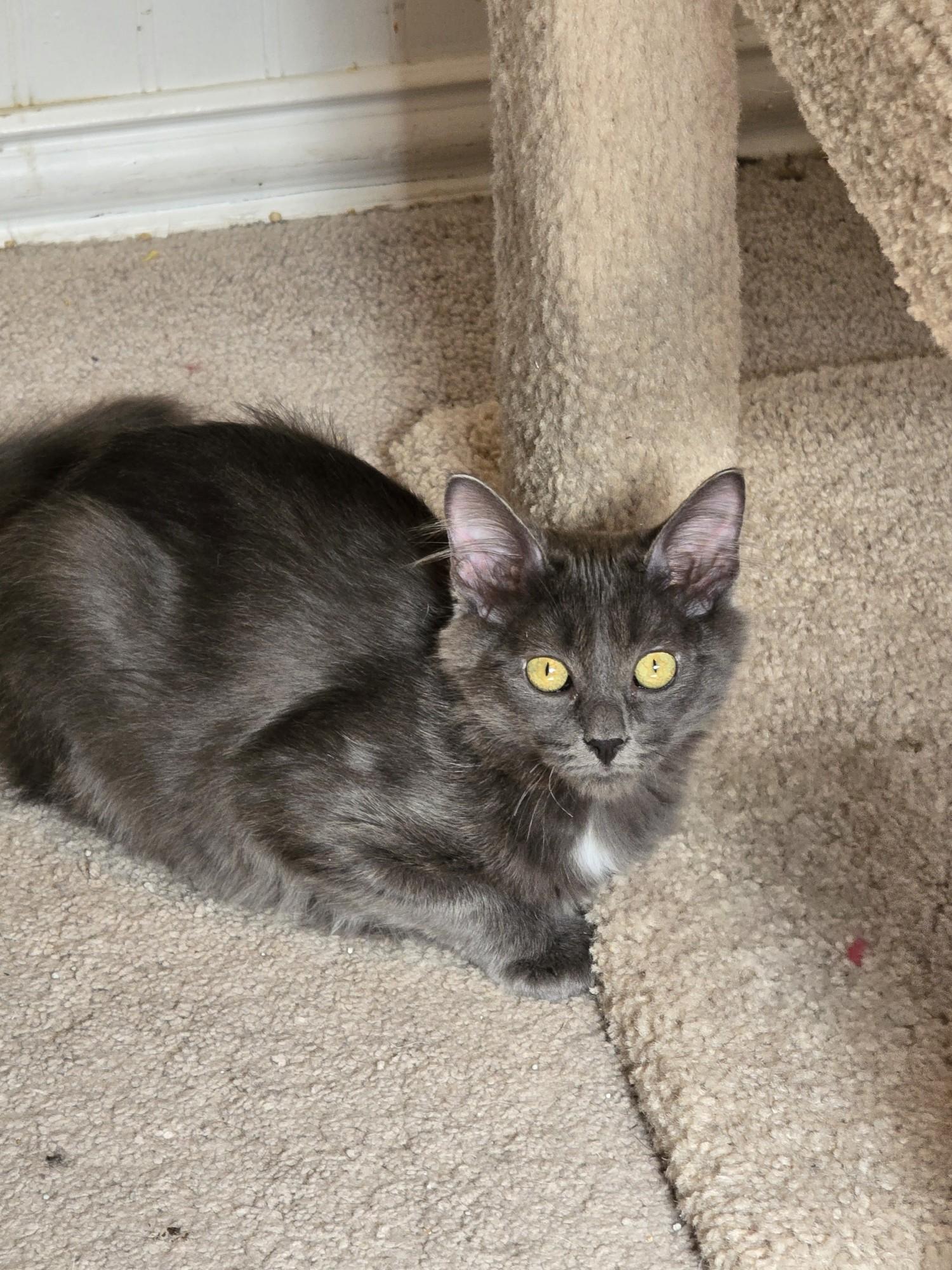 Padme, a Adoptable Domestic Long Hair in Coppell, TX image 5/5