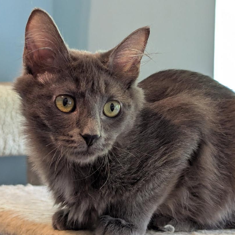 Padme, a Adoptable Domestic Long Hair in Coppell, TX image 1/5