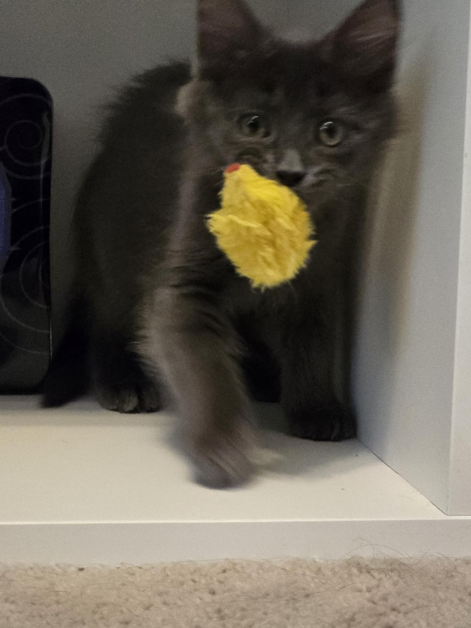 Padme, a Adoptable Domestic Long Hair in Coppell, TX image 4/5