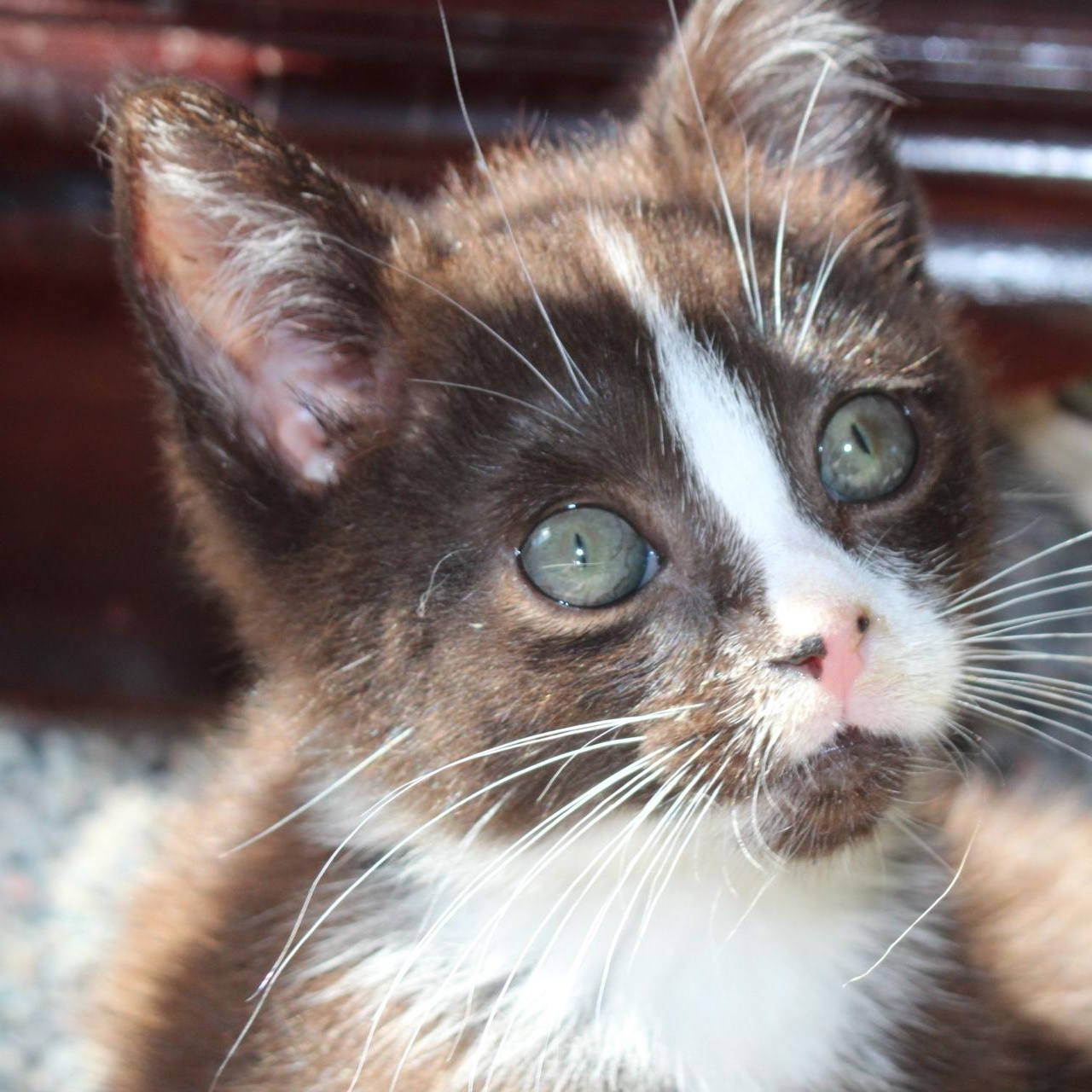 Enlarge Wally, a Adopted Domestic Short Hair in Berkeley Springs, WV image 1/4