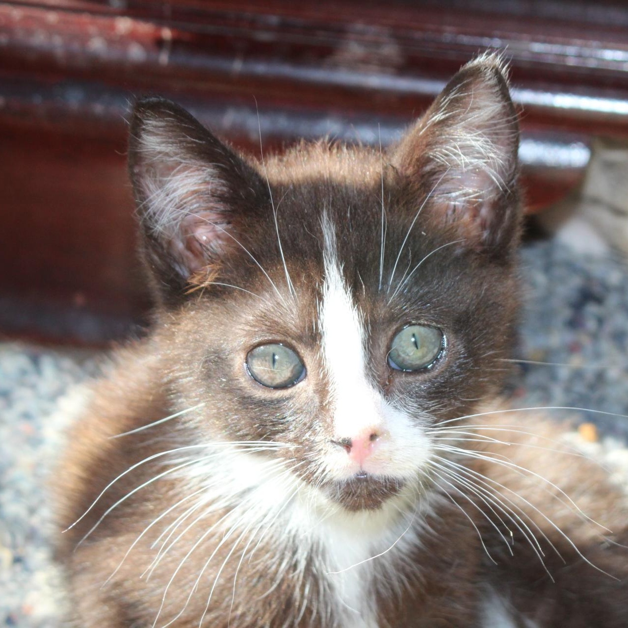 Enlarge Wally, a Adopted Domestic Short Hair in Berkeley Springs, WV image 4/4