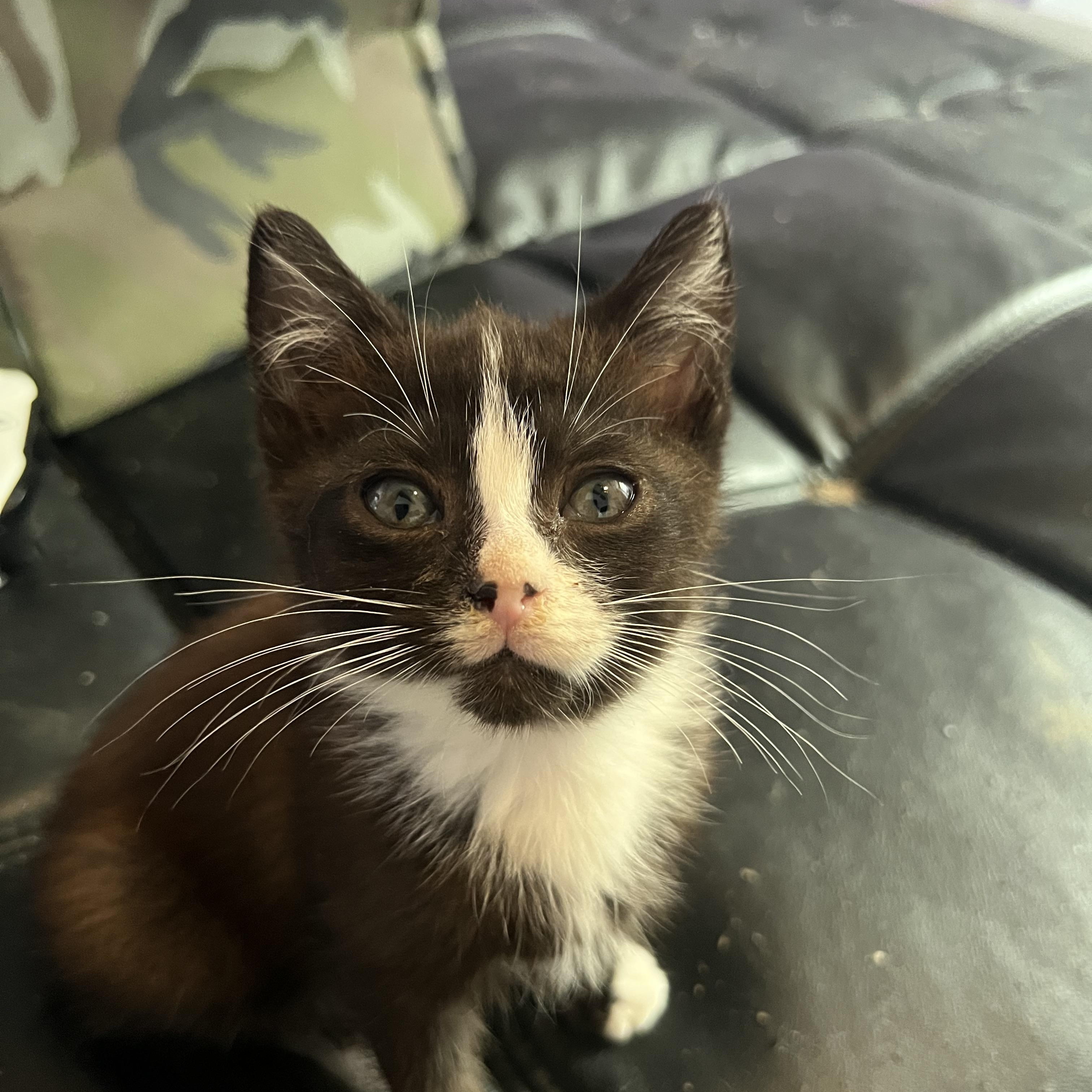 Enlarge Wally, a Adopted Domestic Short Hair in Berkeley Springs, WV image 2/4