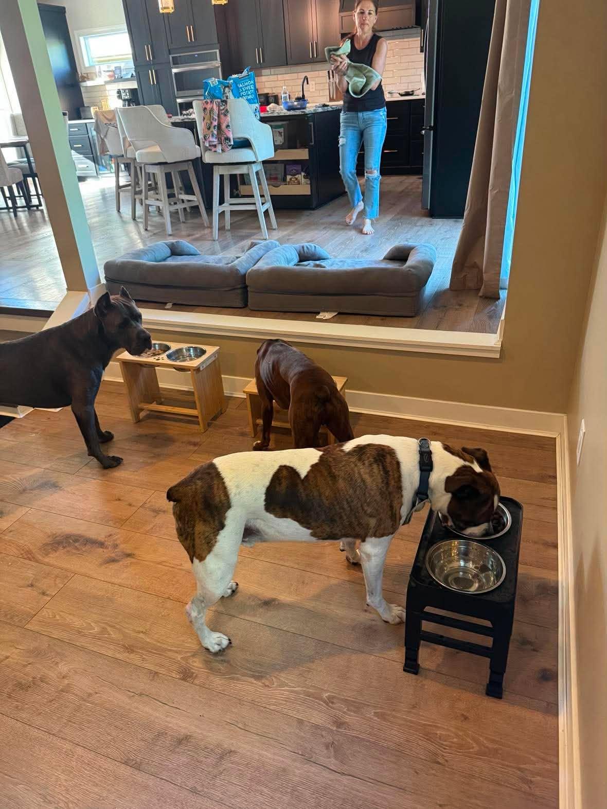 Tyson, Adopted, Senior Male Boxer.