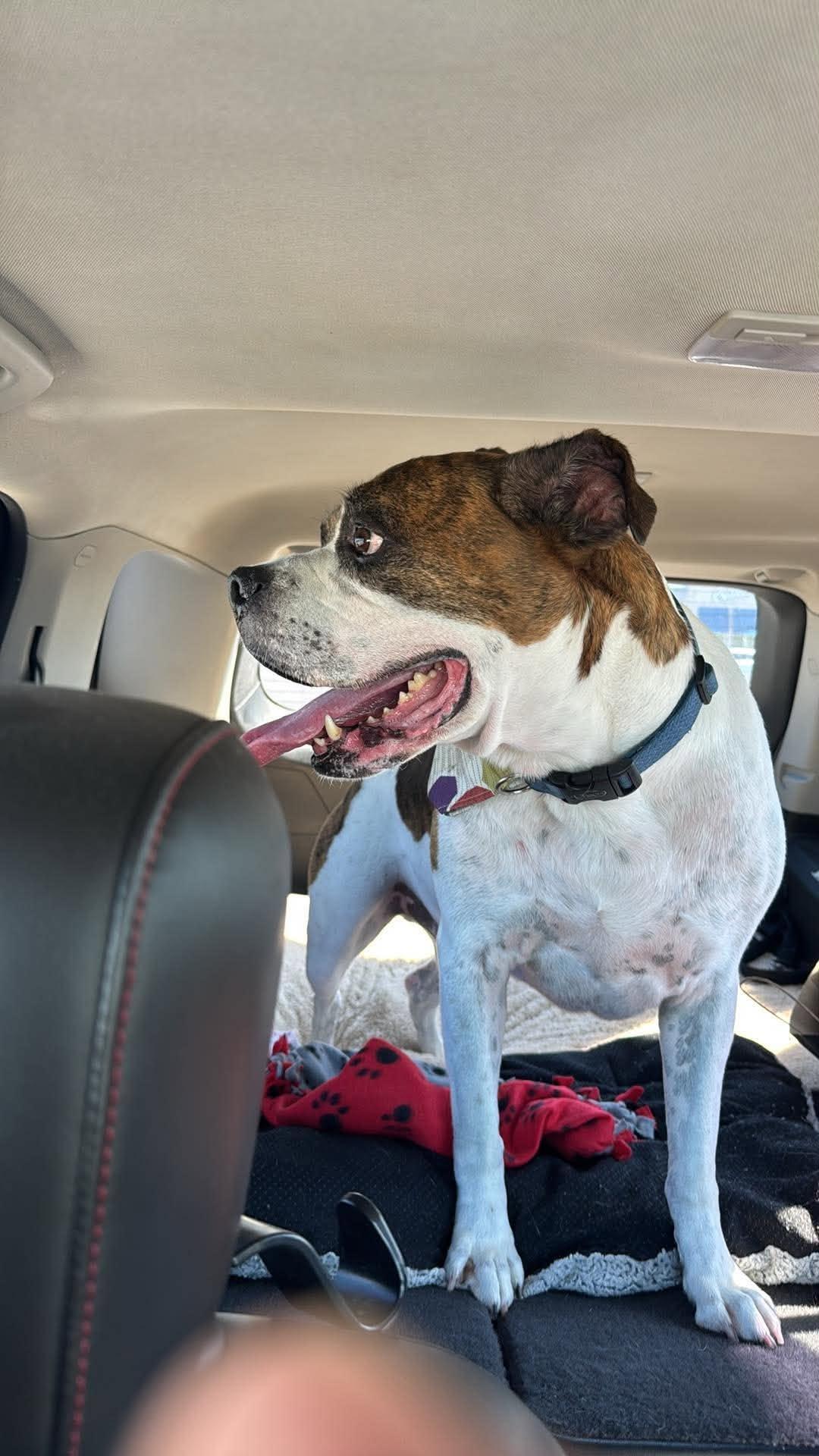 Tyson, a Adopted Boxer in Owatonna, MN image 2/3