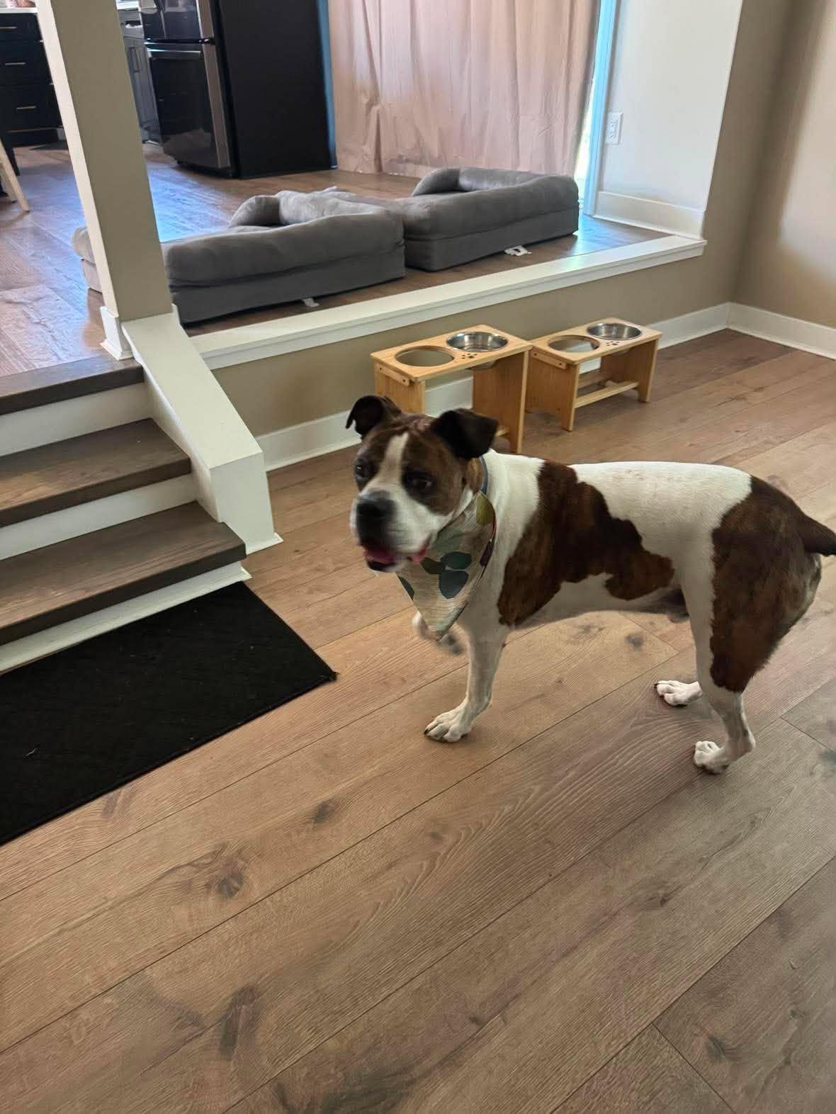 Tyson, a Adopted Boxer in Owatonna, MN image 3/3
