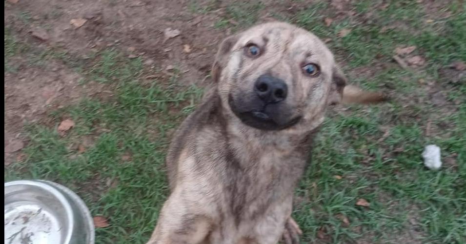 Zelda, Adoptable, Young Female Carolina Dog & Shepherd.