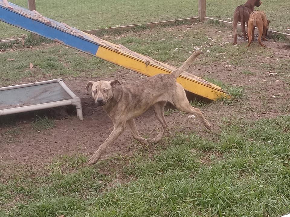 Enlarge Zelda, a Adoptable mixed breed in Ridgeland, SC image 3/5