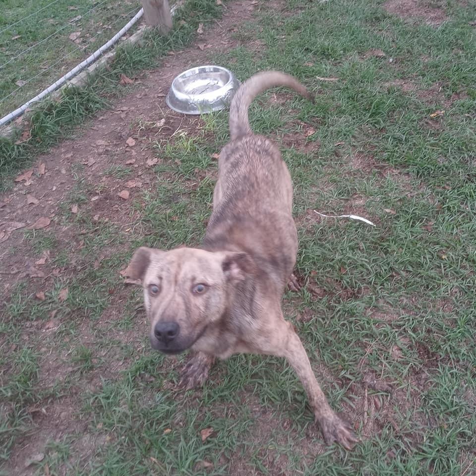 Enlarge Zelda, a Adoptable mixed breed in Ridgeland, SC image 4/5